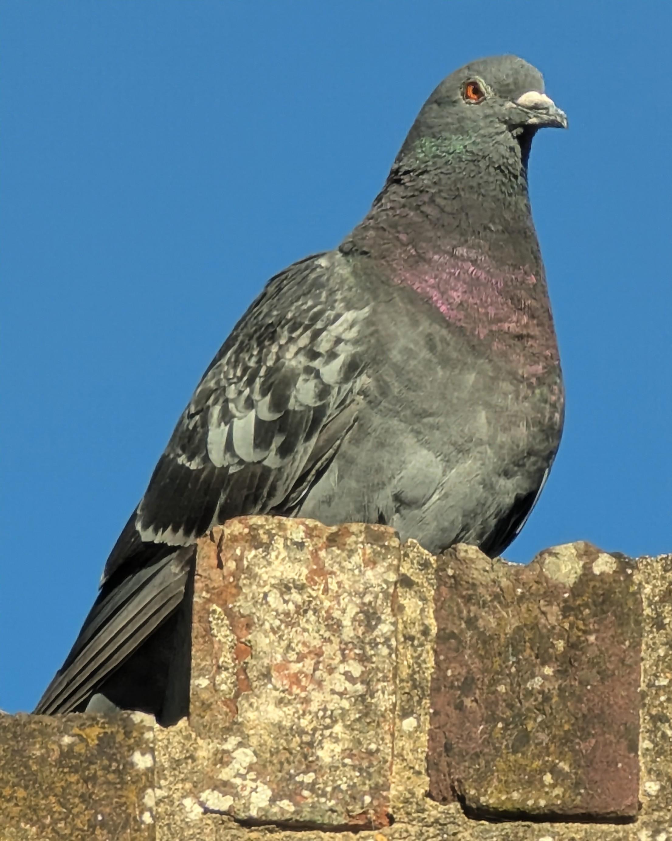 A street pigeon looking down with disdain from atop an old brick wall 😁The sky behind is clear blue.
