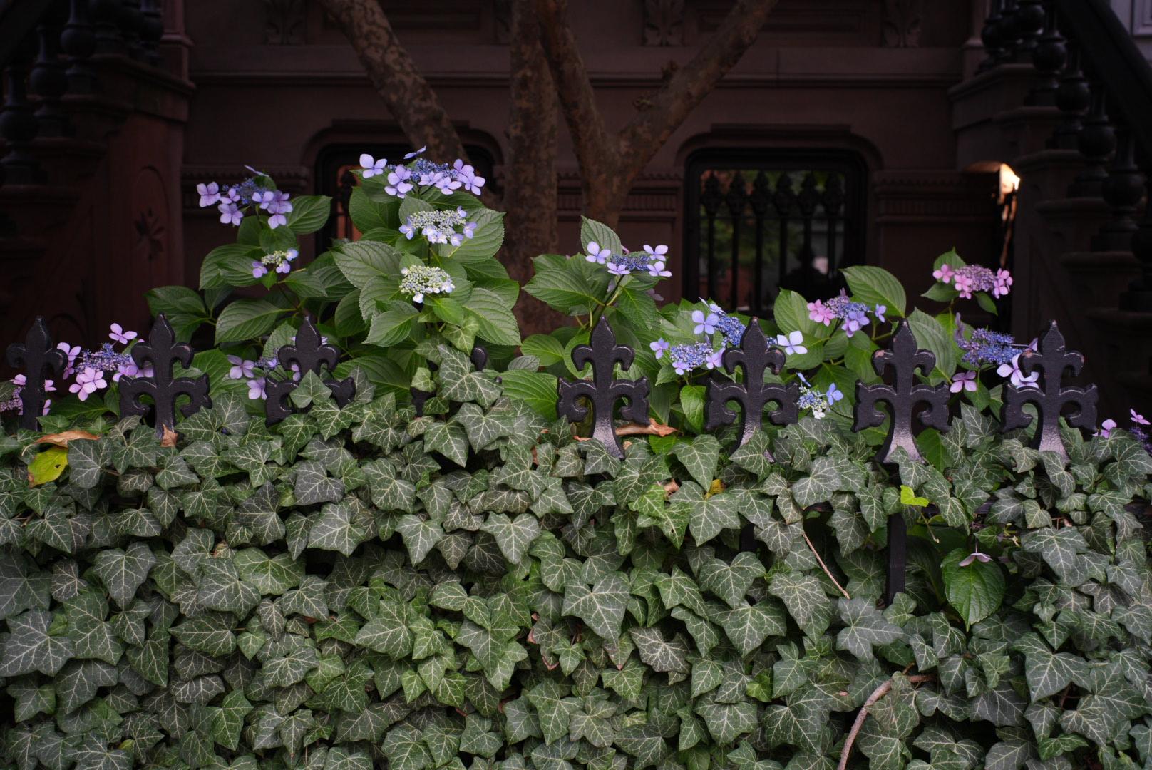 purple hydrangeas bloom behind hedera helix on wrought iron fence