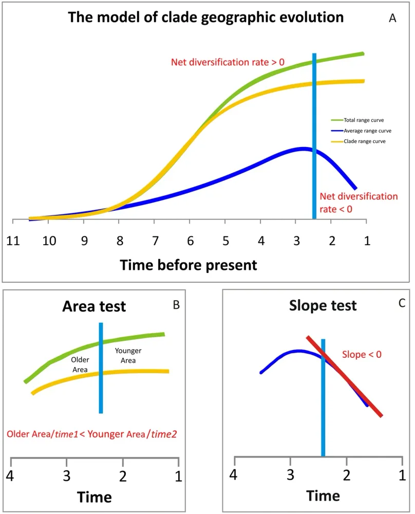 (A) The total (green solid line), average (blue solid line), and clade (gold solid line) range size curves for the focal clade. The total range curve is computed as the algebraic sum of individual species range sizes over time. The average range curve is computed dividing the total curve for the number of species present in each time bin. The clade range curve represents the range actually occupied by the entire clade, summed over consecutive time bins. According to weak directionality theory predictions, after the shift point (vertical light blue line) the total- and the clade range curves should diverge signficantly over time, as an effect of a progressive increased range overlap (sympatry). The area test (B) is devised to test such prediction. As species range sizes are expected to decrease, on average, after the shift points, the average range curve should take a negative slope after the shift (C). The slope test is devised to test such prediction.
