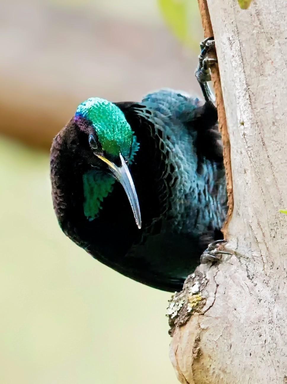 Image description: A close-up photo of a male bird clinging vertically to a tree trunk. The bird's head is tilted downward, showcasing a striking, iridescent bright green crown and throat patch against its velvety black body. It has a long, slender, down-curved dark bill.

Clue: I'm a member of the famous Bird-of-Paradise family native to the subtropical rainforests of eastern Australia. If you hear a loud, rasping "yaassss" calling from high up in the canopy, or spot a velvety shape doing an elaborate, wing-spreading dance on a branch, you’ve found me! 

Fun fact: Female birds of this species have a fascinating habit of weaving cast-off snake skins into the rims of their nests! Scientists believe they do this as a clever decoration or a scare tactic to keep potential nest predators away.

Conservation status: Least Concern (IUCN 3.1)

Text source: Gemini (Edited)

📷: Photo by Bowerbirdaus via Wikimedia (CC BY-SA 4.0) 
https://commons.wikimedia.org/wiki/Main_Page