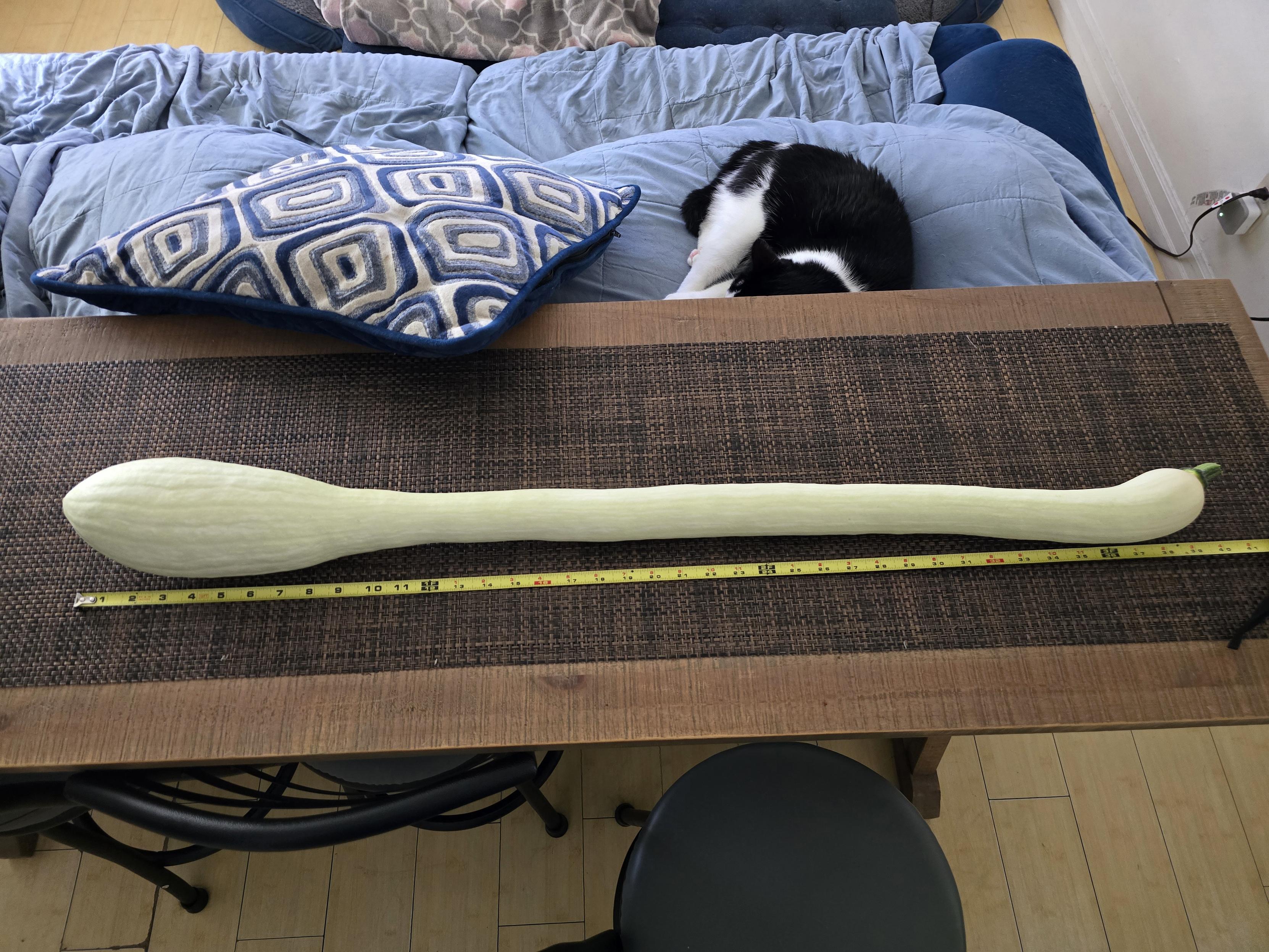 A picture of a 40 inch Tromboncino squash with a tape measure in front of it and a black and white tuxedo cat on a blue couch behind.
