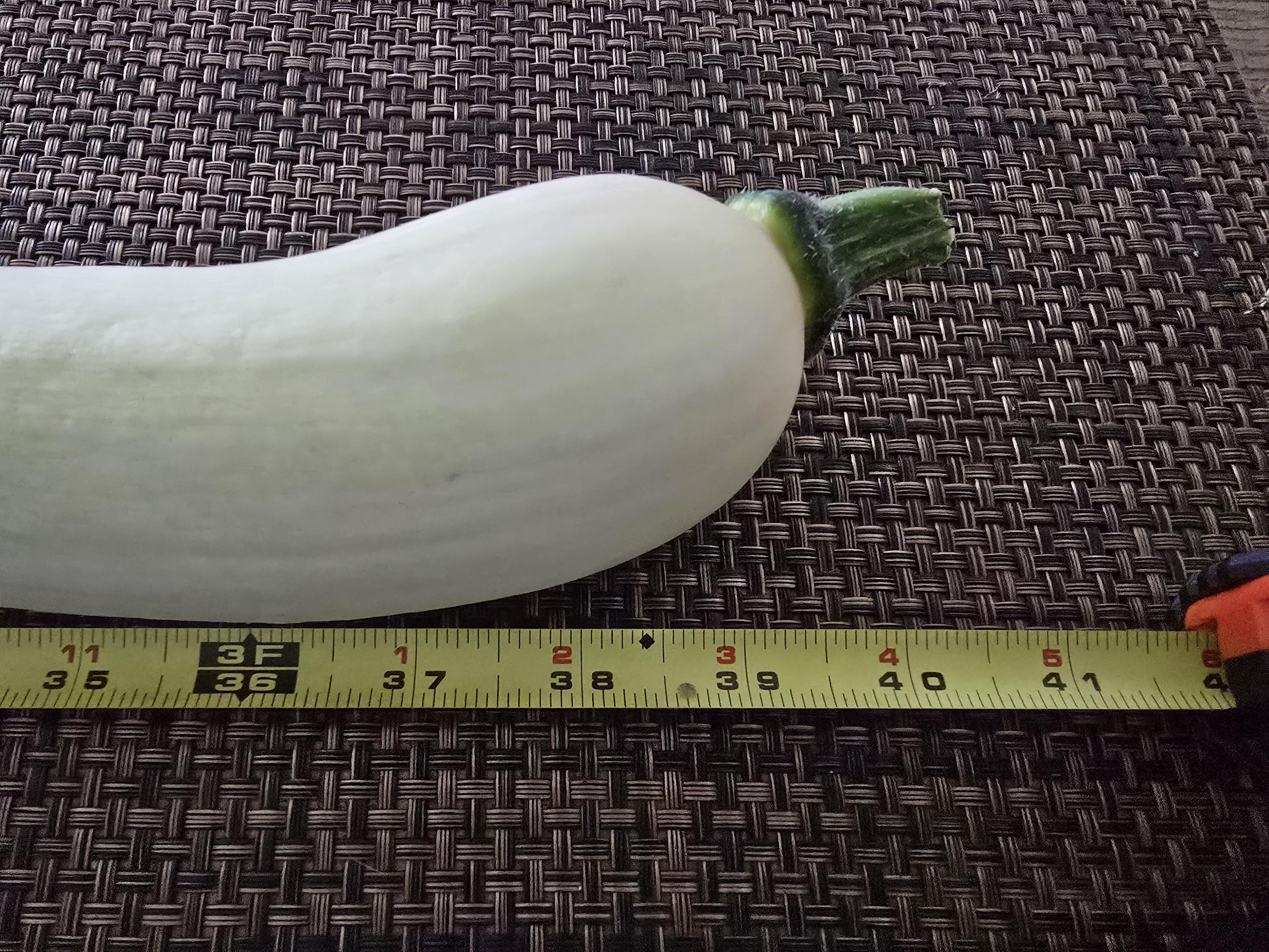 A picture of a 40 inch Tromboncino squash with a tape measure in front of it close up so the tape measure can be read.