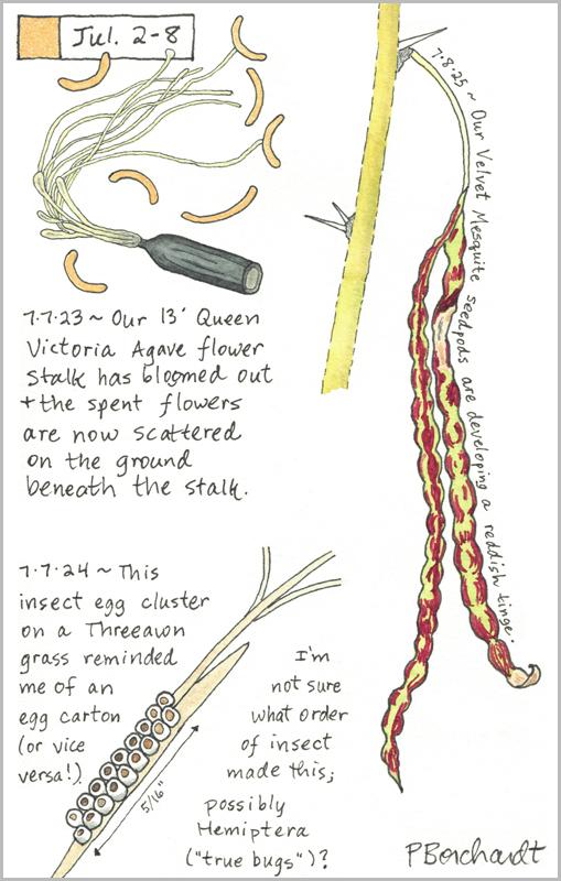 My 2025 Perpetual Journal watercolor and pen art of Velvet Mesquite seedpods turning red; my 2024 Perpetual Journal watercolor and pen art of an unidentified insect egg cluster on a blade of Threeawn grass; & my 2023 Perpetual Journal watercolor and pen art of a Queen Victoria Agave flower stalk's spent flowers, all in Tucson, AZ, for the week of Jul. 2-8.