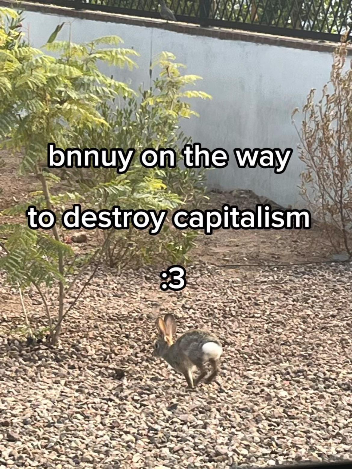 bnnuy (bunny) on the way 
to destroy capitalism
:3

Photo of a bunny hopping on somebody's property on a bunch of rocks.