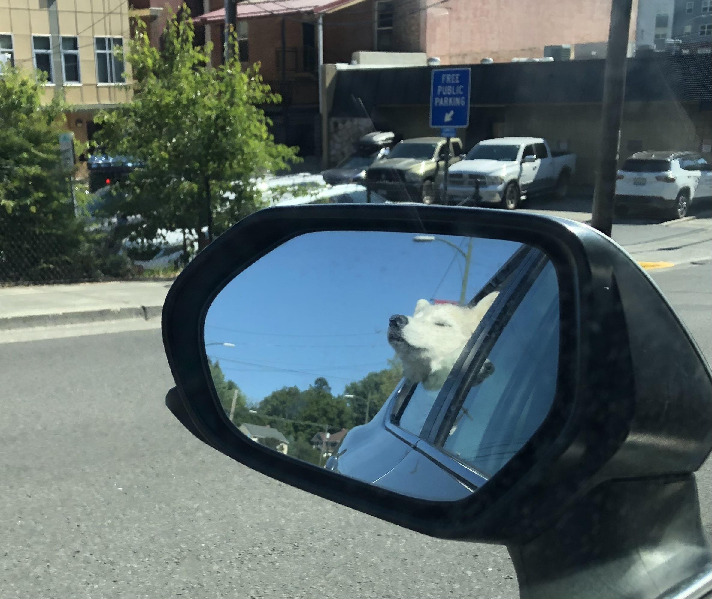 Gray-white Siberian husky head hanging out a rear window, smelling the breeze, as viewed through the rearview mirror