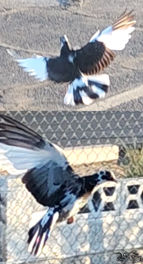 two photos of a black and white pigeon in flight