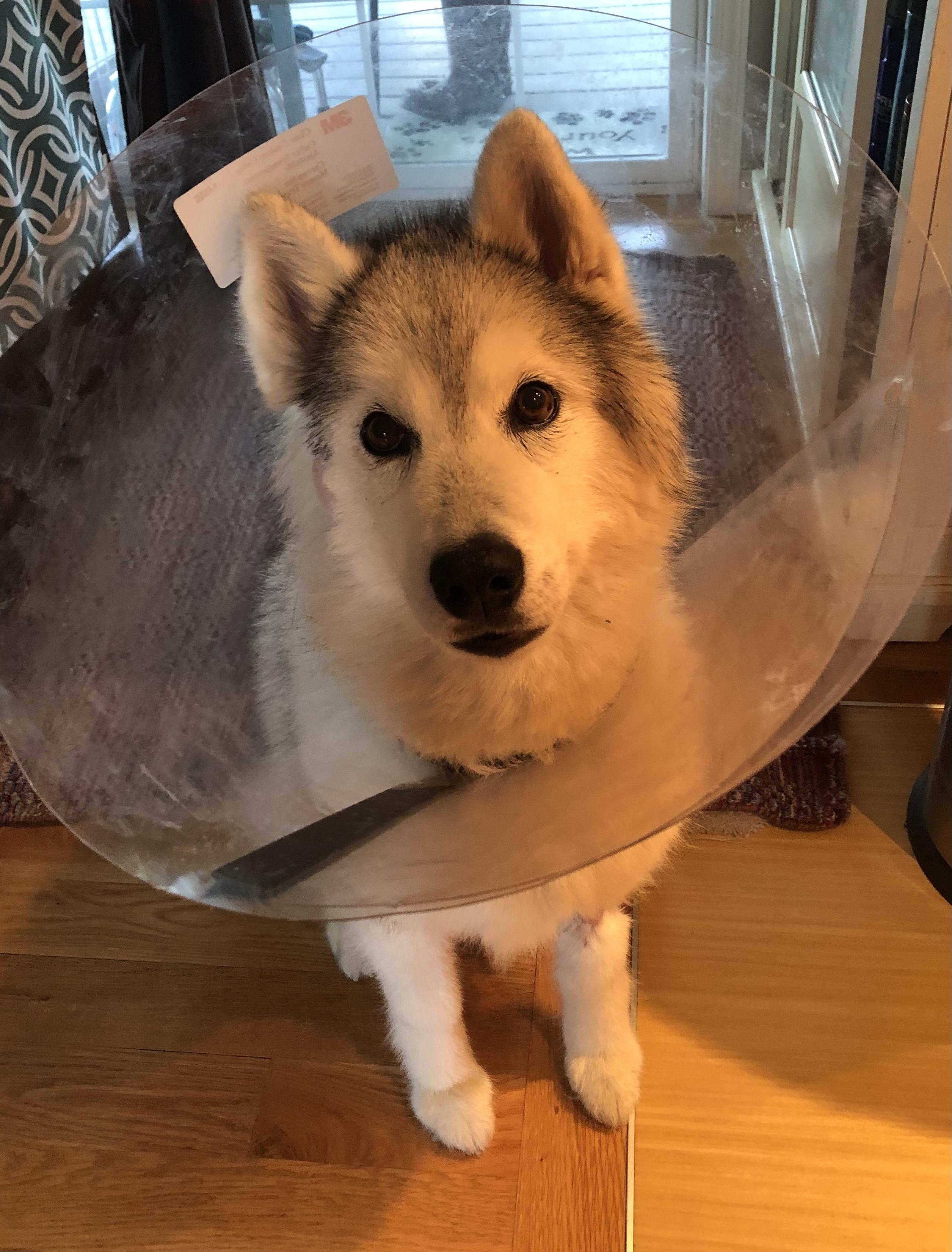 Gray-white Siberian Husky wearing the clear cone of shame. Her right face/cheek is shaved below the ear.