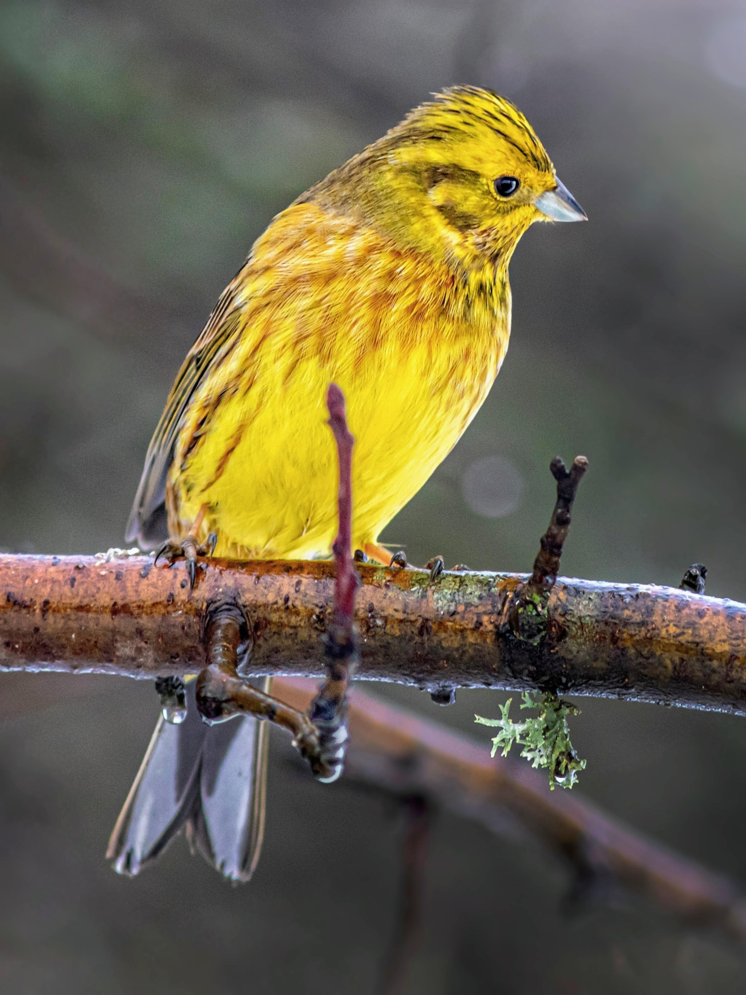 Photo description: A vibrant yellow bird (16–16.5 cm (about 6.5 in) long) with brown-streaked plumage perching on a wet tree branch against a soft, blurred background.

Clue: This bright Old World bunting is named after its brilliant, sun-coloured plumage and a distinct, repetitive song that sounds like it’s asking for a traditional British teatime snack.

Fun Fact: The song of this bird is famously described by birdwatchers as sounding like the phrase: "A little bit of bread and no cheese!"

Conservation status: Least Concern (IUCN 3.1)

Text source: Gemini (Edited)

📷: Photo by Erik_Karits via Pixabay 
https://pixabay.com/users/erik_karits-15012370/