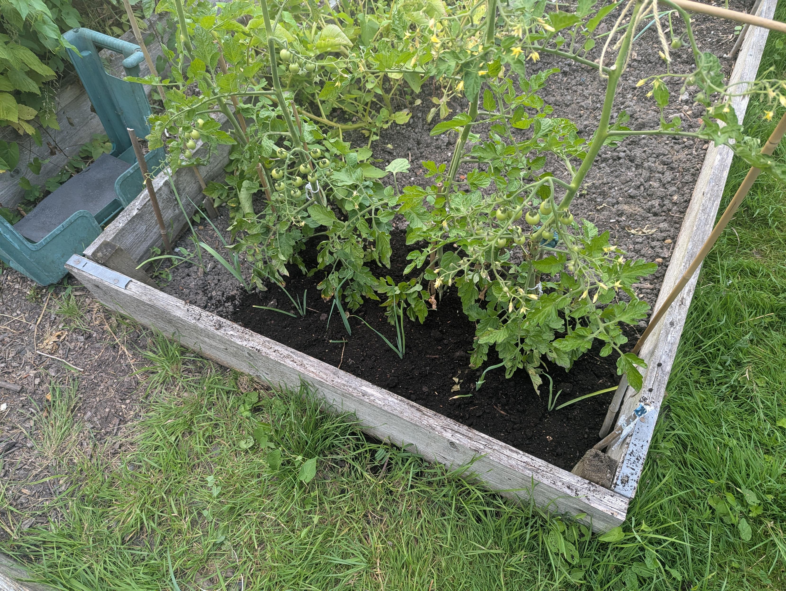How they looked after spreading the bucketful of compost around them, and the slow-growing leeks 🙂 I really wish I had first remembered to sprinkle around some of the pelleted manure I have, but it'll have to wait for when I give them a good soaking tomorrow morning (something I didn't have time to do this evening).