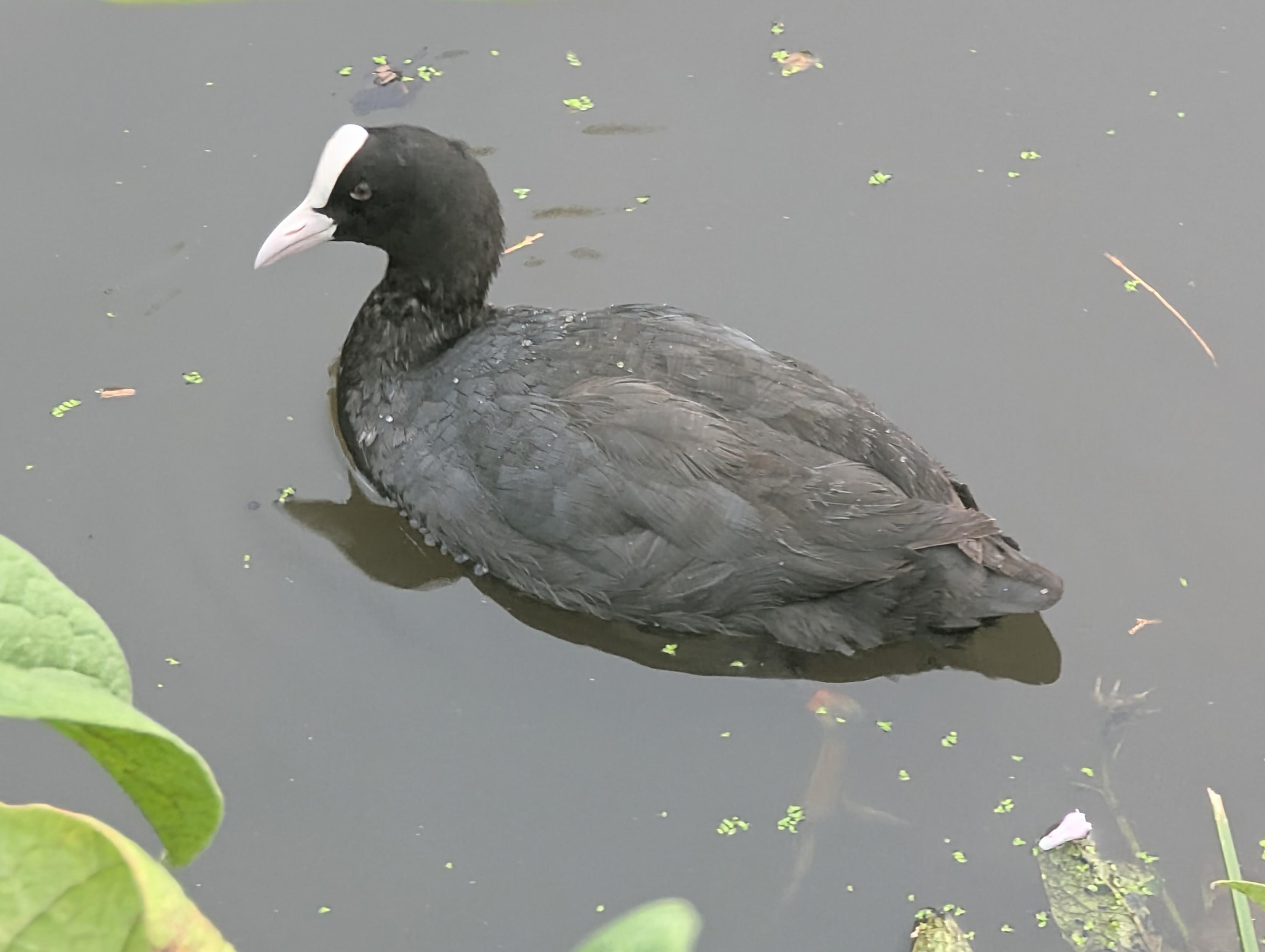A Eurasian coot (Fulica atra) came up close to the bank hoping for treats. Unfortunately I had forgotten to take down the duck food that I have at home. Next time, for sure, my friend 👍🙂