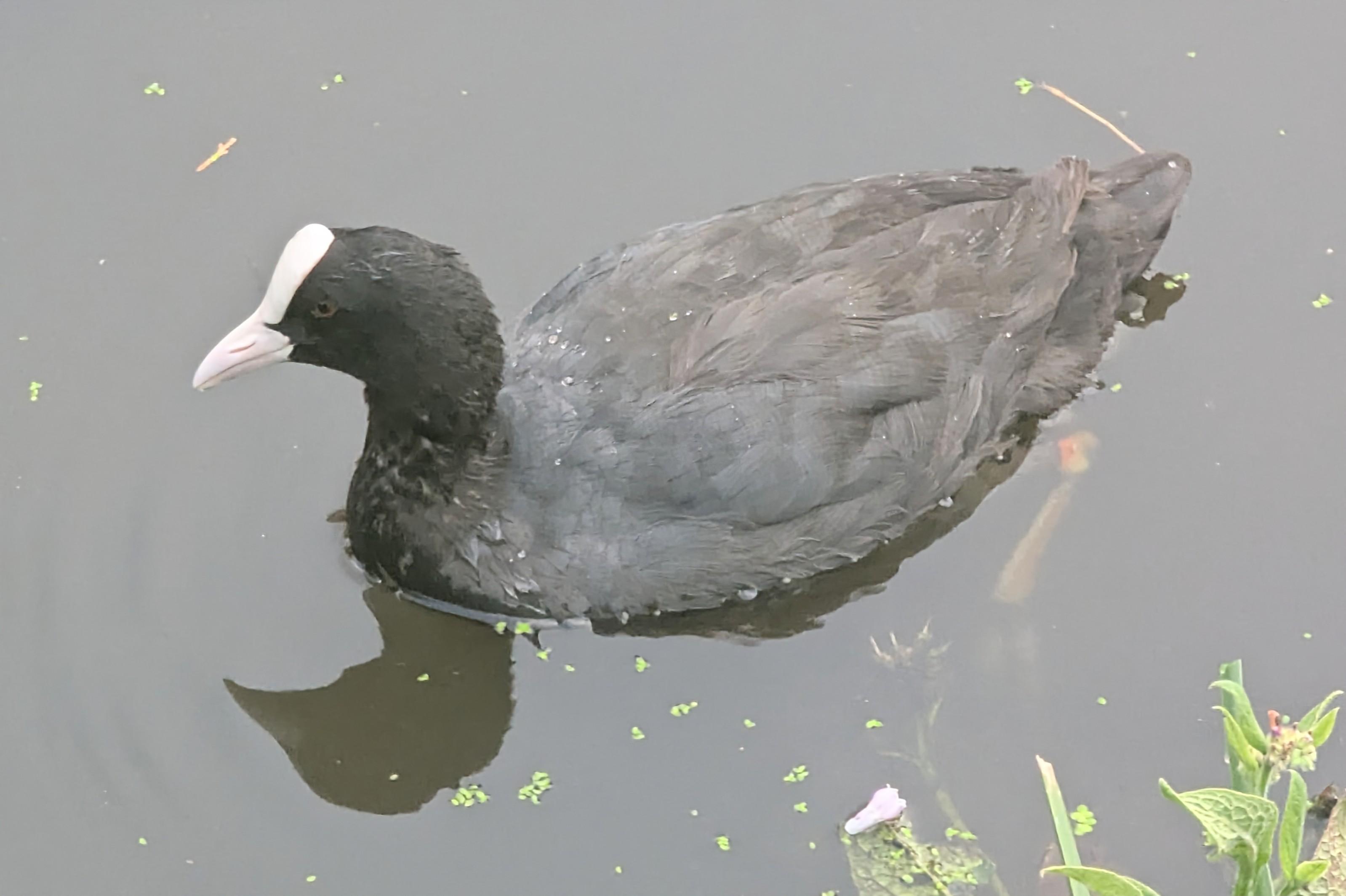 The same coot as in the previous photo. A slaty-grey waterbird with a darker grey head and a prominent white frontal shield.
