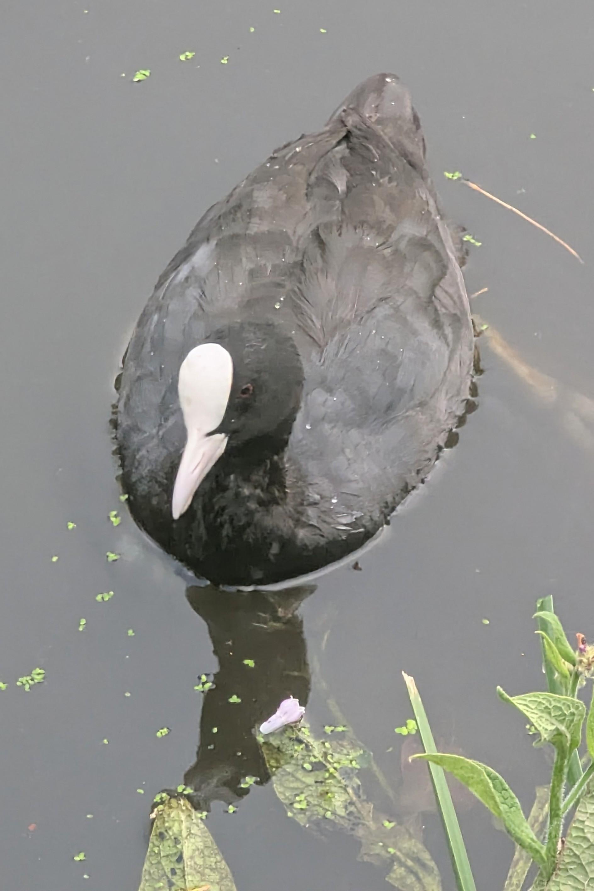 Yes, it's the same coot, but this time it's more "front-on" 😍