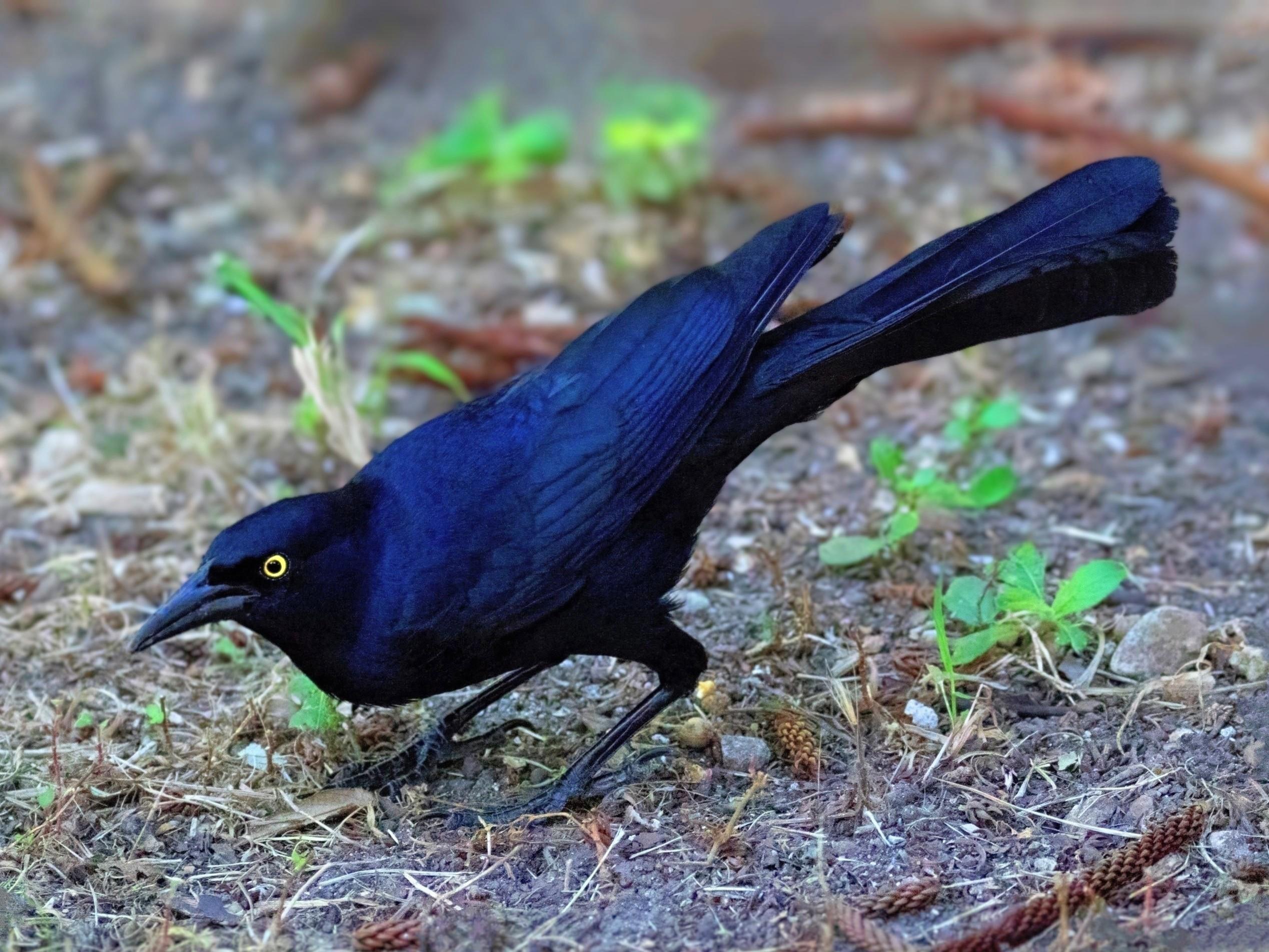 Photo description: A medium-sized bird (38 to 46 cm (15 to 18 in) long) with iridescent, deep blue-black feathers stands on the ground, leaning forward. It has striking, bright yellow eyes, a long pointed black beak, and a long, V-shaped tail held slightly upward against a blurry background of soil and sparse green sprouts.

Clue: With a striking yellow gaze and iridescent purplish-blue plumage, this highly social bird is famous for its remarkably loud, diverse vocabulary of whistles and clicks. You’ll often find them bravely scavenging for snacks in urban parking lots across the Americas.

Fun fact: These birds are incredibly intelligent and adaptable problem-solvers! Recent studies have shown that they can pass the famous "Aesop's Fable" test, learning to drop stones into a tube of water to bring floating food within reach—a trait they share with crows and ravens.

Conservation status: Least Concern (IUCN 3.1)

Text source: Gemini (Edited)

📷: Photo by BarbeeAnne via Pixabay 
https://pixabay.com/users/barbeeanne-516629/