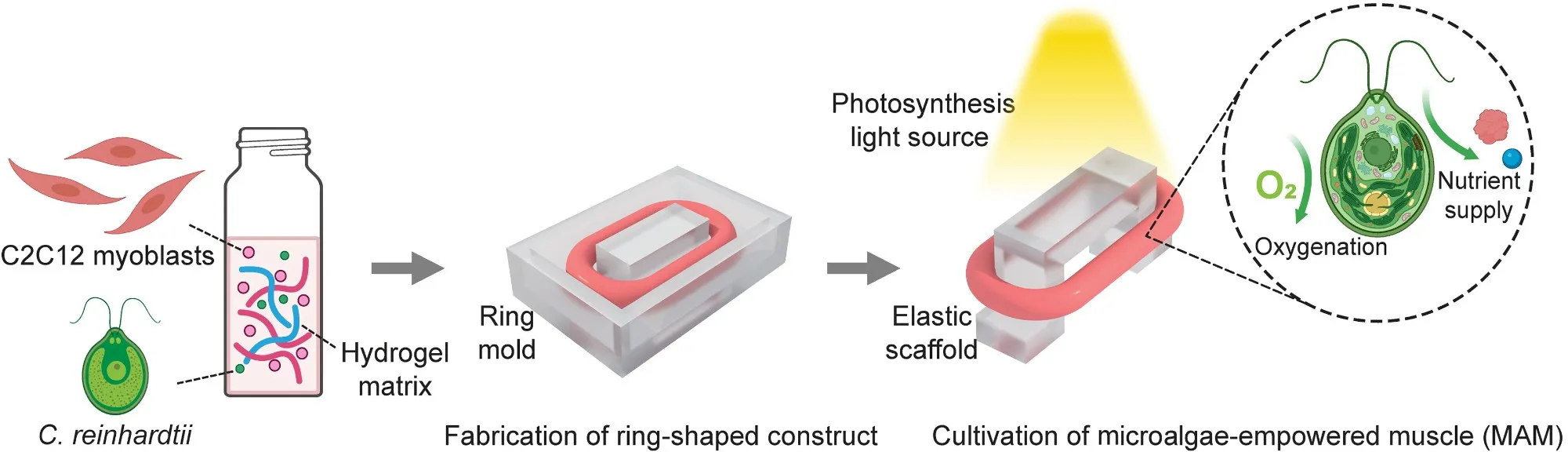 Schematic illustration of the fabrication process of MAM.
C2C12 cells were mixed with C. reinhardtii in a hydrogel matrix. This mixture was then poured into the ring mold to create a ring-shaped muscle construct. The ring-shaped construct was transferred to an elastic scaffold to provide stretching stimuli to the construct. Under the exposure to light, the embedded microalgae released oxygen and provided nutrients to the muscle by means of photosynthesis.