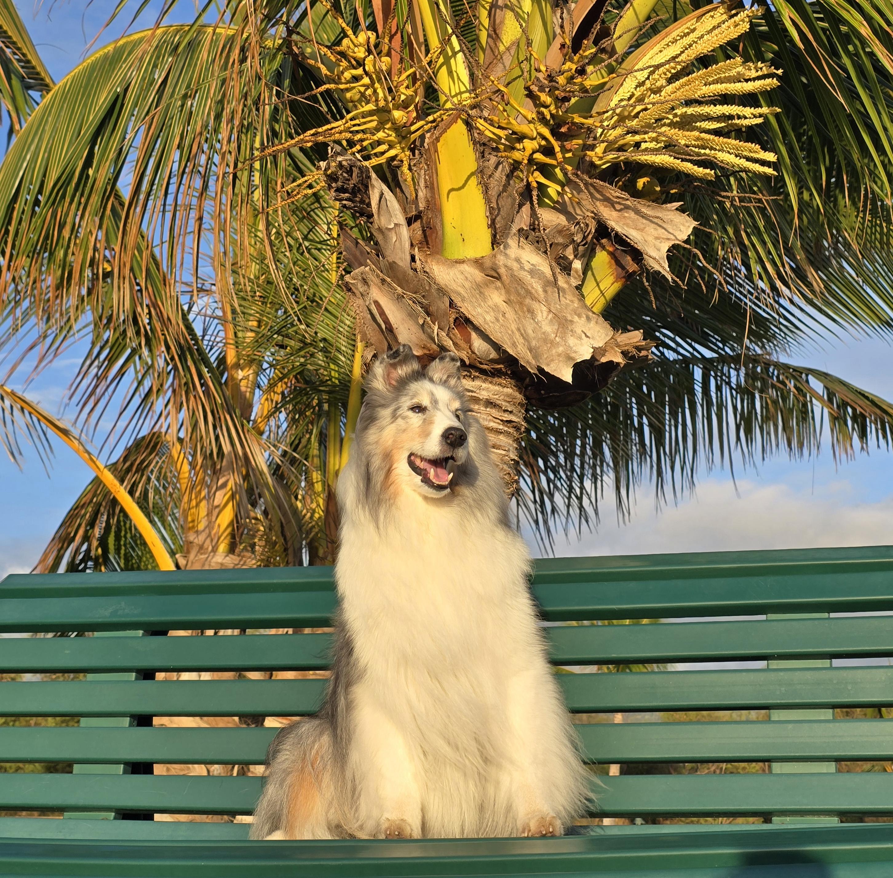 A dog sits on a bench. A palm tree is directly behind him.