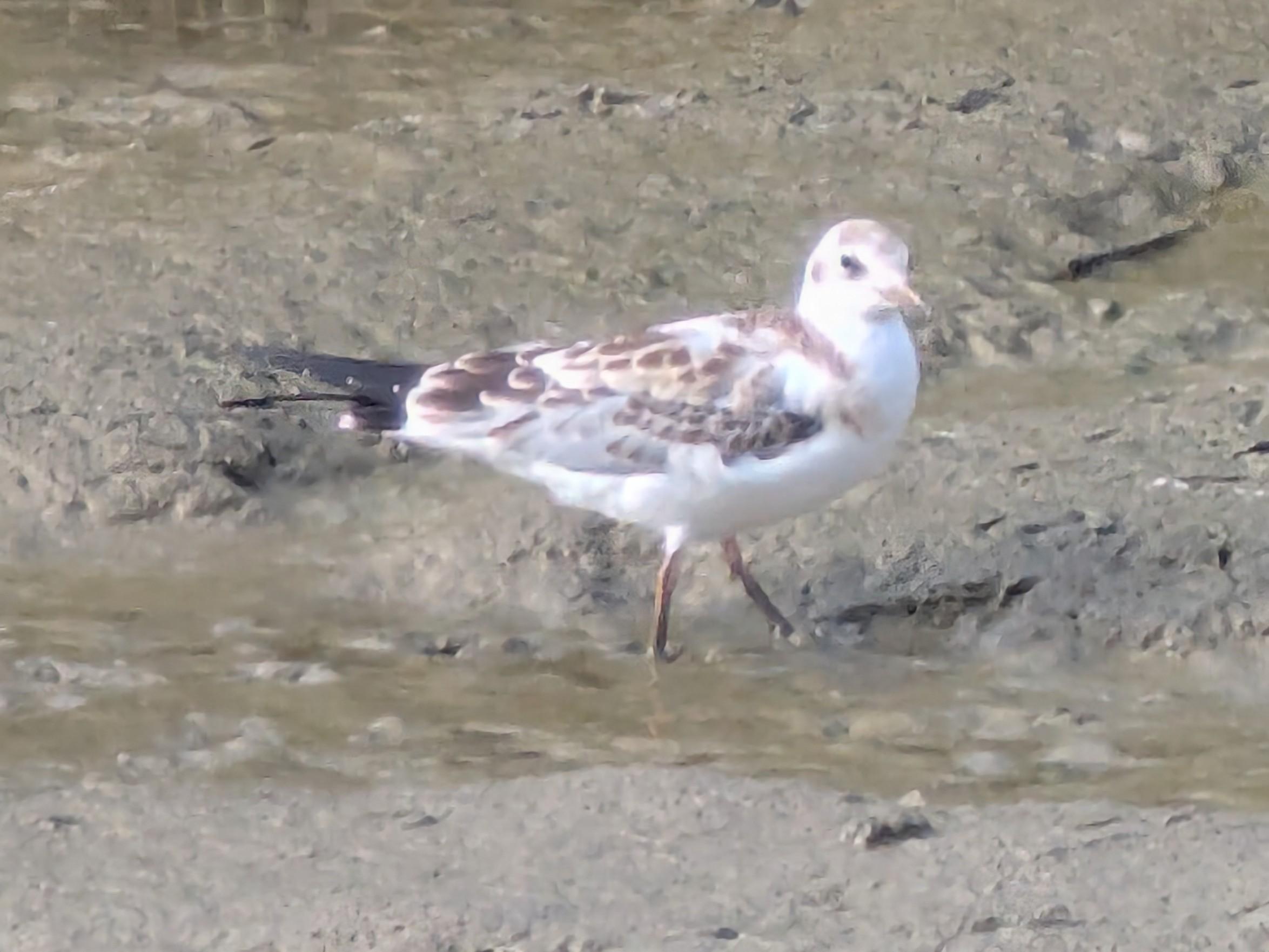 A juvenile Black-headed Gull (Chroicocephalus ridibundus) walking through the mud in the creek basin.