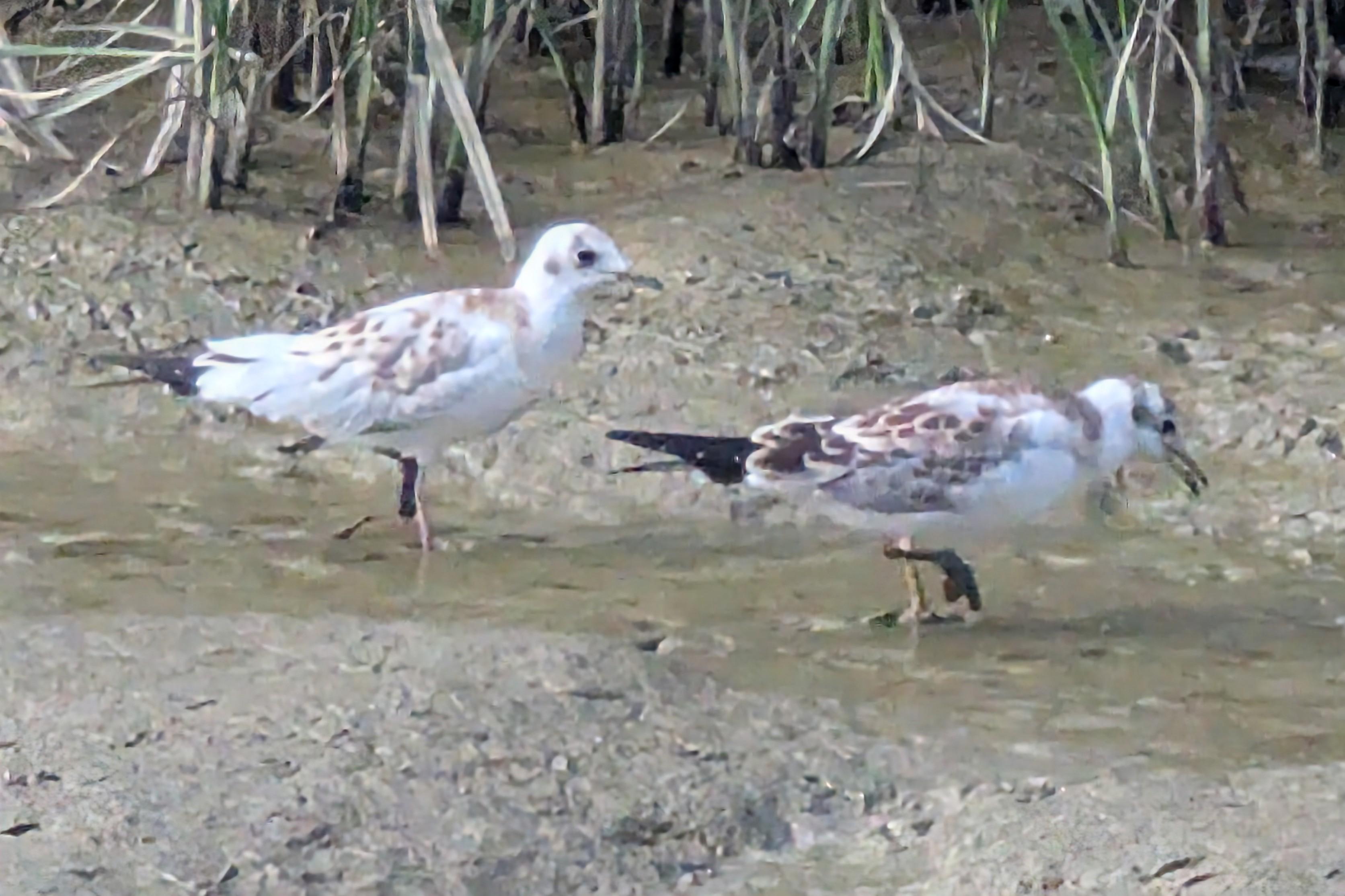 There was a pair of them. Google describes them as having "mottled ginger-brown and buff upperparts, brown-streaked wings, a white head with dark smudges, and a distinct black band at the tip of their otherwise white tail." 😍