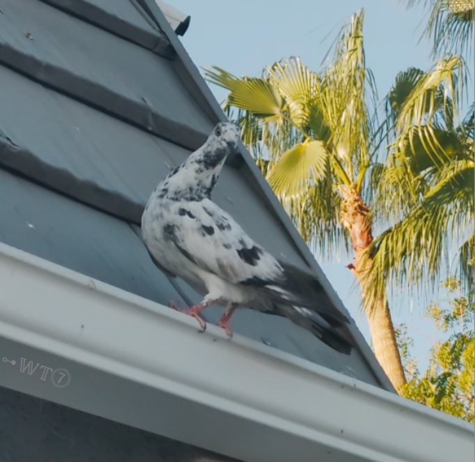 white pigeon with black flecks standing on a rain gutter