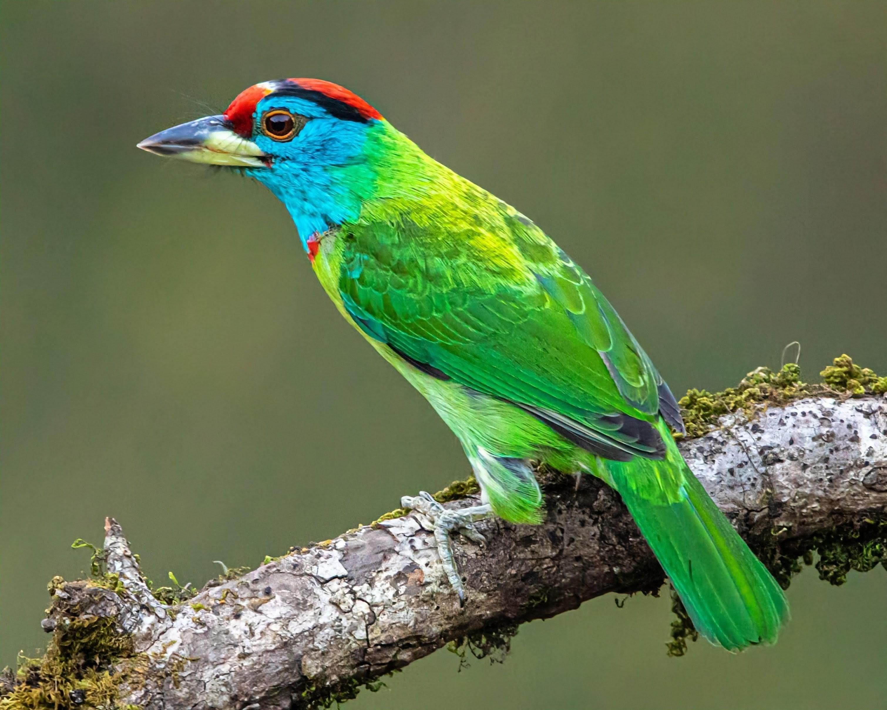 Photo description: A vibrant, medium-sized green bird (20 to 23 cm (approx. 8 to 9 in) long) perched on a mossy branch. It features a brilliant turquoise-blue head and throat, a bright red crown and forehead, and a thick, dark beak surrounded by subtle bristles near its base.

Clue: This tropical Asian, canopy-dwelling bird is much easier to hear than it is to see! Its emerald-green feathers keep it perfectly camouflaged in the trees, but its loud, rhythmic "took-a-rook" call gives away its location instantly.

Fun fact: The family name comes from the French word "barbe", meaning beard. It refers to the conspicuous, whisker-like bristles fringing the base of their heavy bills! These bristles help protect their eyes and faces when they dig out nesting cavities in tree trunks.

Conservation status: Least Concern (IUCN 3.1)

Text source: Gemini (Edited)

📷: Photo by astiktirthesh1988 via Pixabay 
https://pixabay.com/users/astiktirthesh1988-18242302/