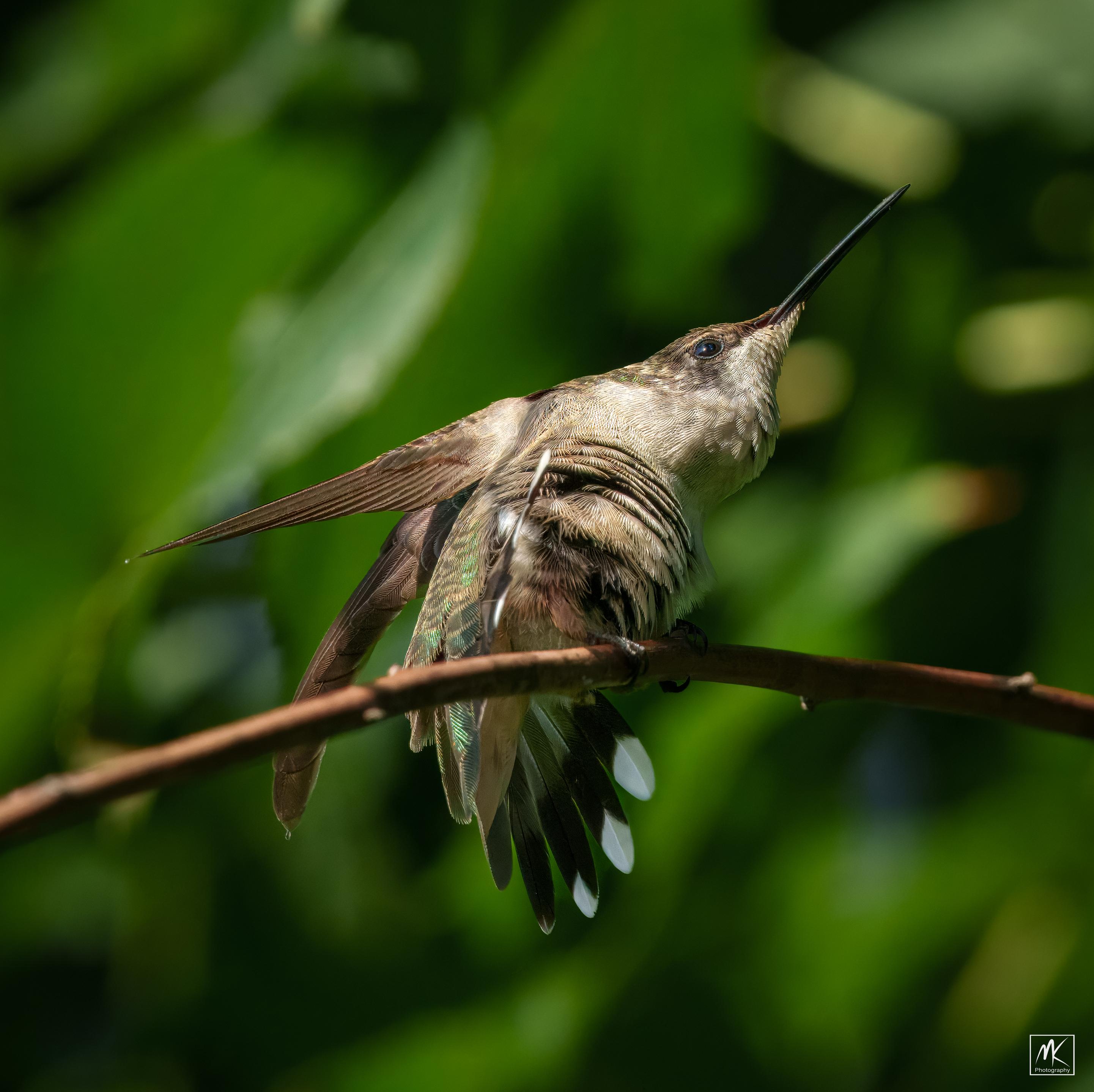 Color photo of a female ruby-throated hummingbird perched on a thin vine stem with its body twisted and contorted as it scratches itself with one of its feet.