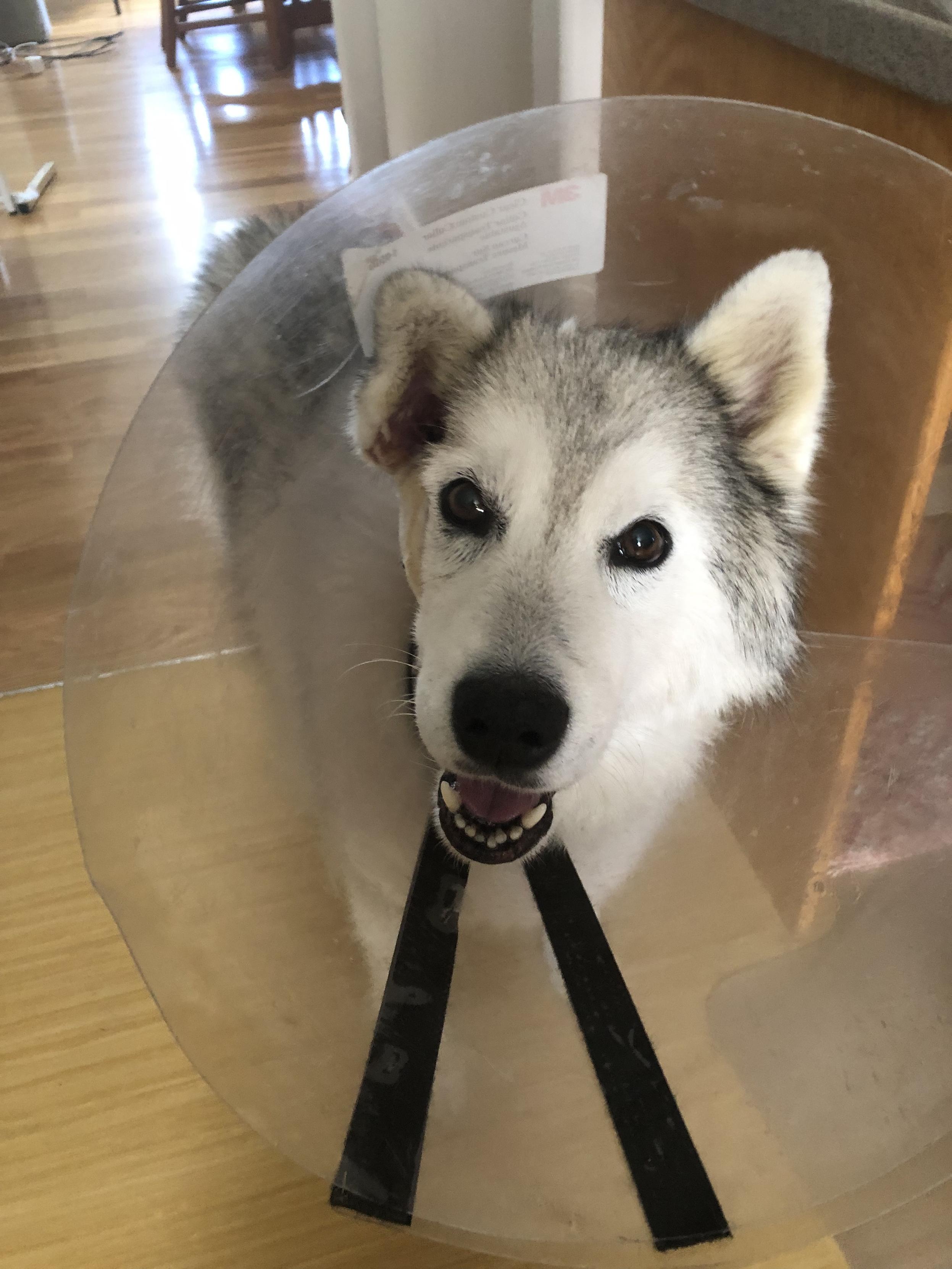 Smiling gray white Siberian with her right side of face shaved, husky wearing cone of shame