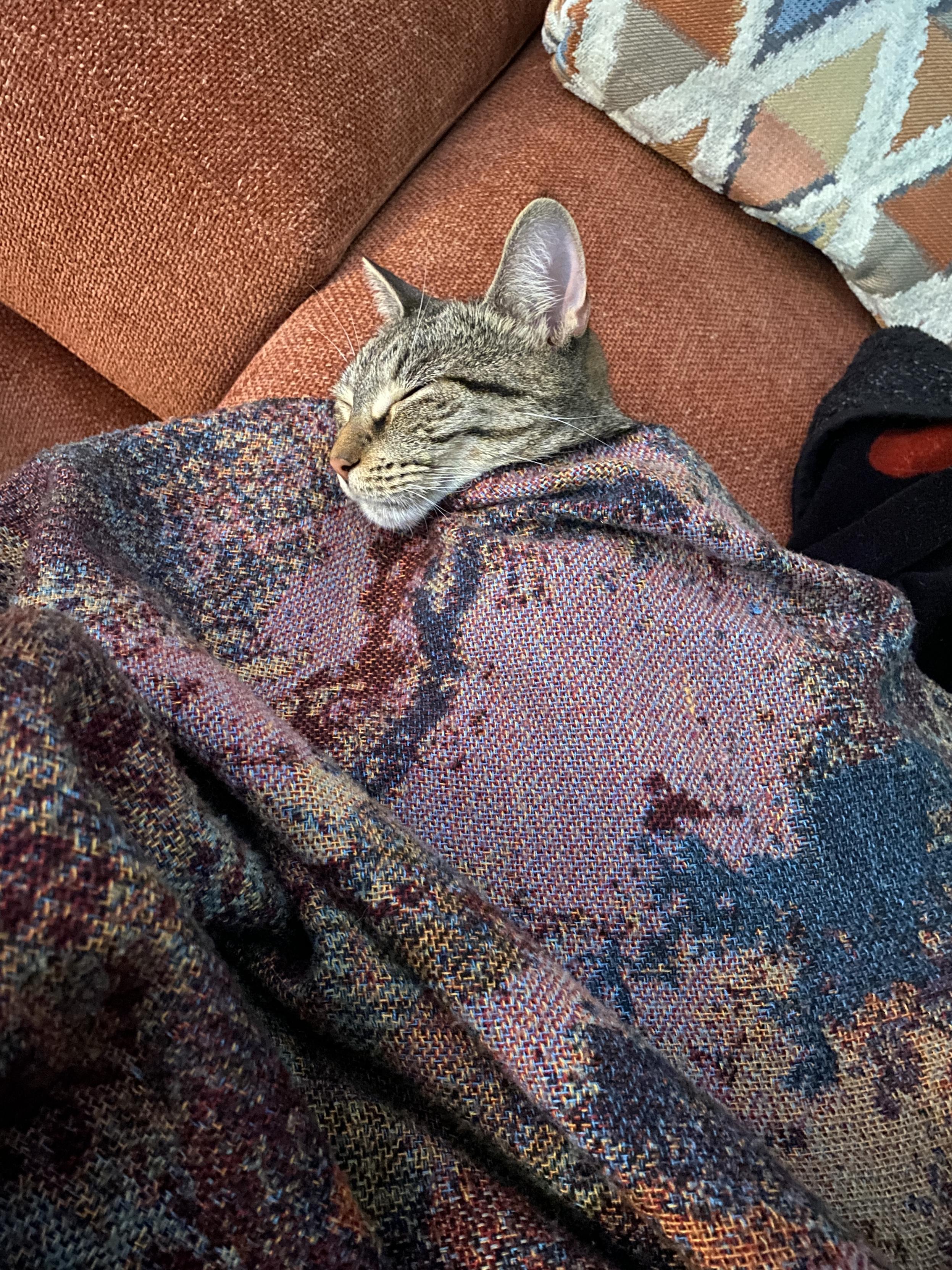My precious girl, a 2 year old grey striped tabby cat, is sleeping next to me on our new rust-colored sofa. She's wrapped in my shawl, with just her head poking out, sleeping with a calm, peaceful expression.