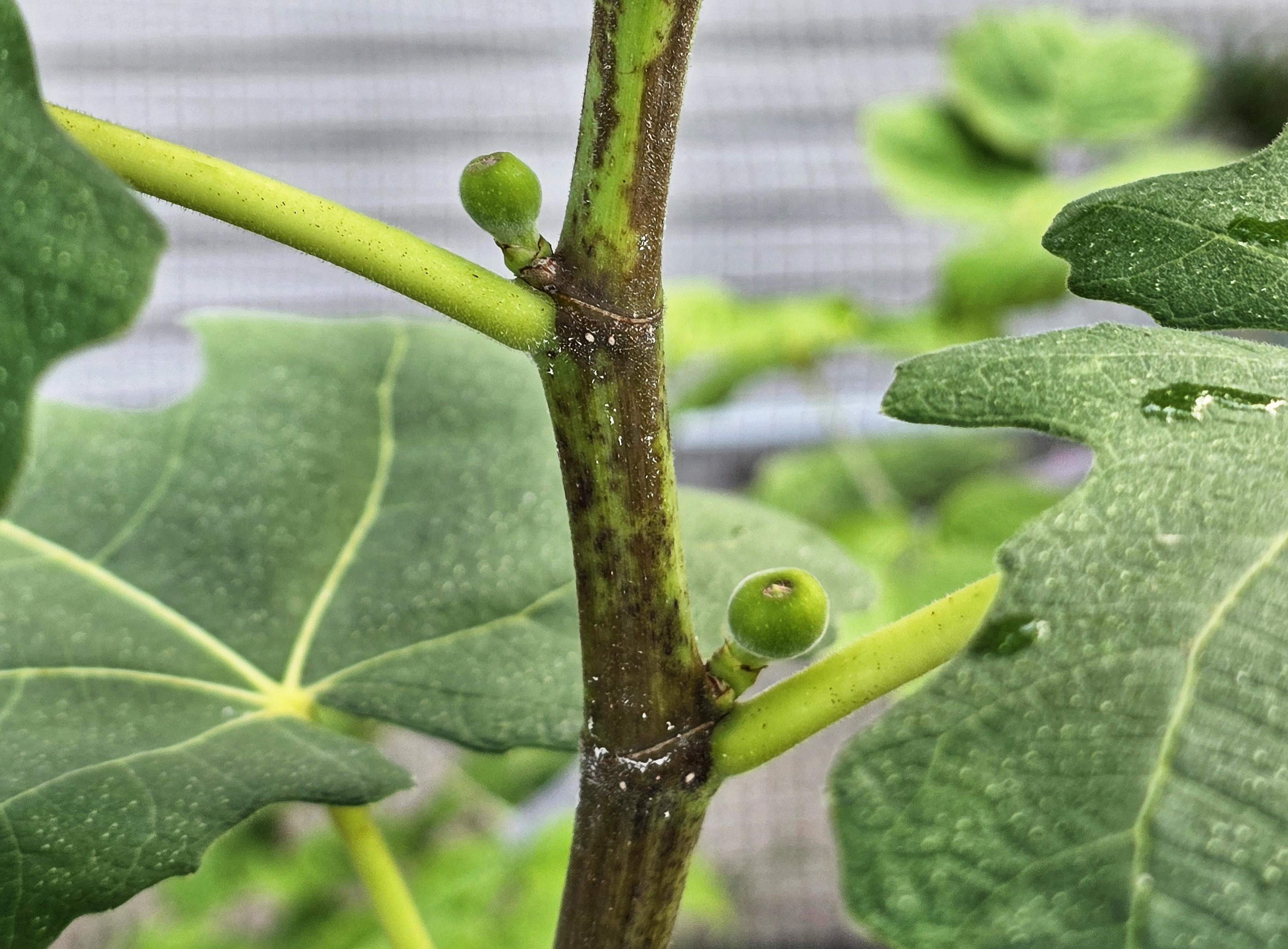 Small figlets growing in the intersection of trunk and branch on a fig tree.
