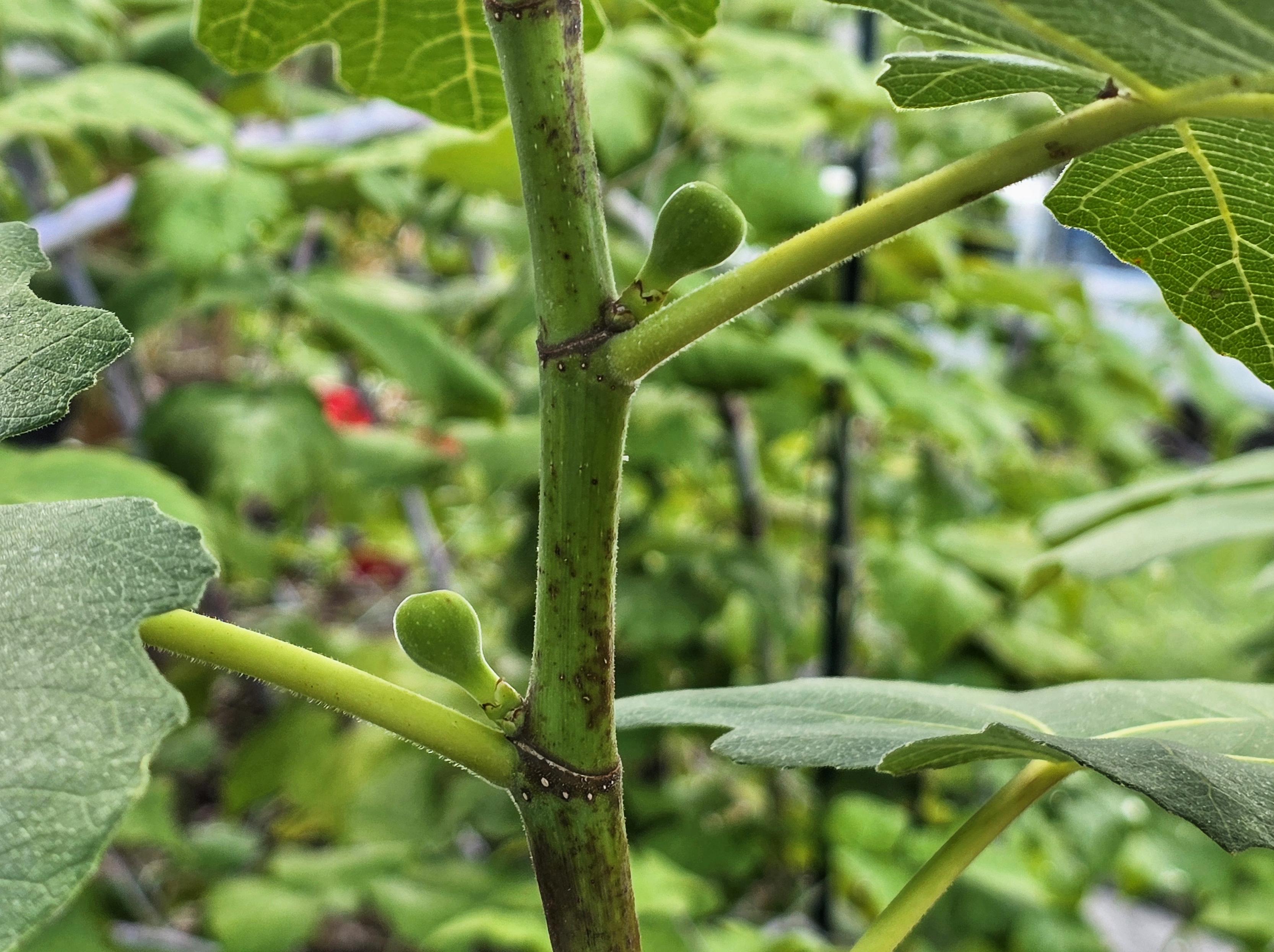 Small figlets growing in the intersection of trunk and branch on a fig tree.