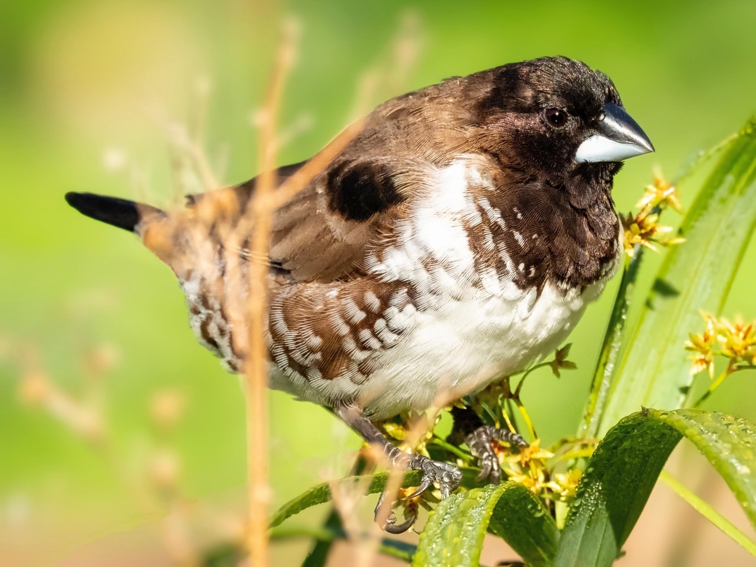 Image description: A close-up profile photo of a small, compact bird (9 to 10 cm (about 3.5 to 4 in) long) perched among green leaves. It has a dark brown head and chest, a thick bi-coloured silver and black beak, and a white belly featuring delicate brown-and-white scalloped patterns along its flanks.

Clue: This energetic little finch is famous for the iridescent, metallic bronze-green patches on its shoulders that shimmer beautifully when they catch the sunlight!

Fun fact: Outside of the breeding season, these highly social birds build specialized, ball-shaped "roosting nests" used purely for sleeping. When it gets cold, they pile in and huddle tightly together for warmth.

Conservation status: Least Concern (IUCN 3.1)

Text source: Gemini (Edited)

📷: Photo by jeanvdmeulen via Pixabay 
https://pixabay.com/users/jeanvdmeulen-919322/