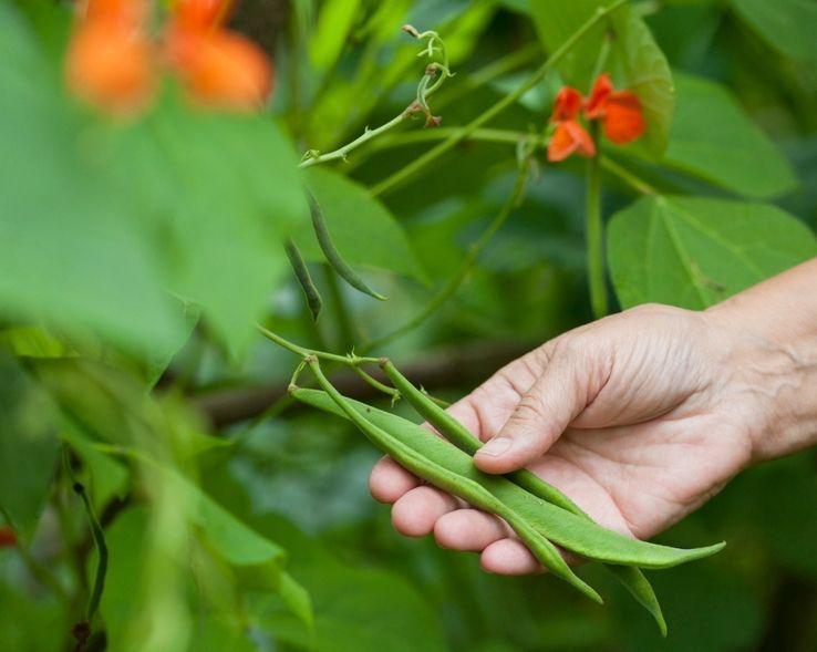 A hand harvesting three long green beans from a leafy garden vine, with tendrils and small orange-red flowers visible in the background.