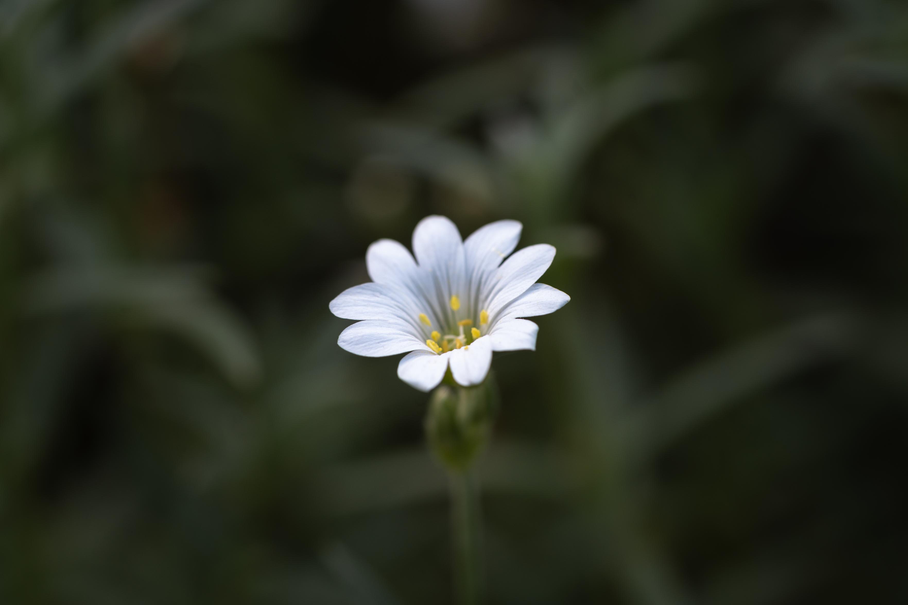 photo of a single white flower against dark green nature. the flower - a greater stitchwort - is a simple little flower in the center of the image