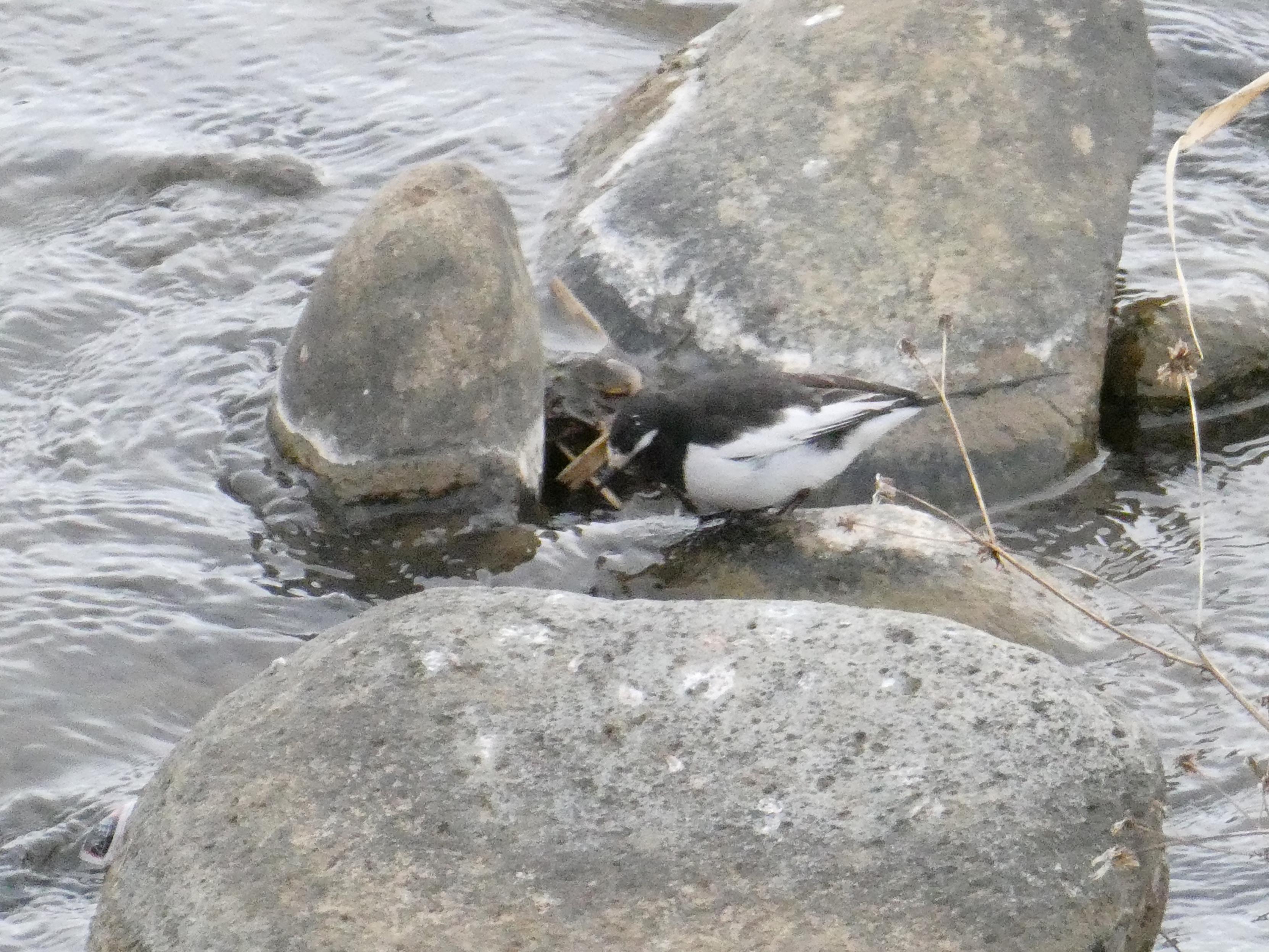 Japanese Wagtail (Motacilla grandis)
LC Least Concern