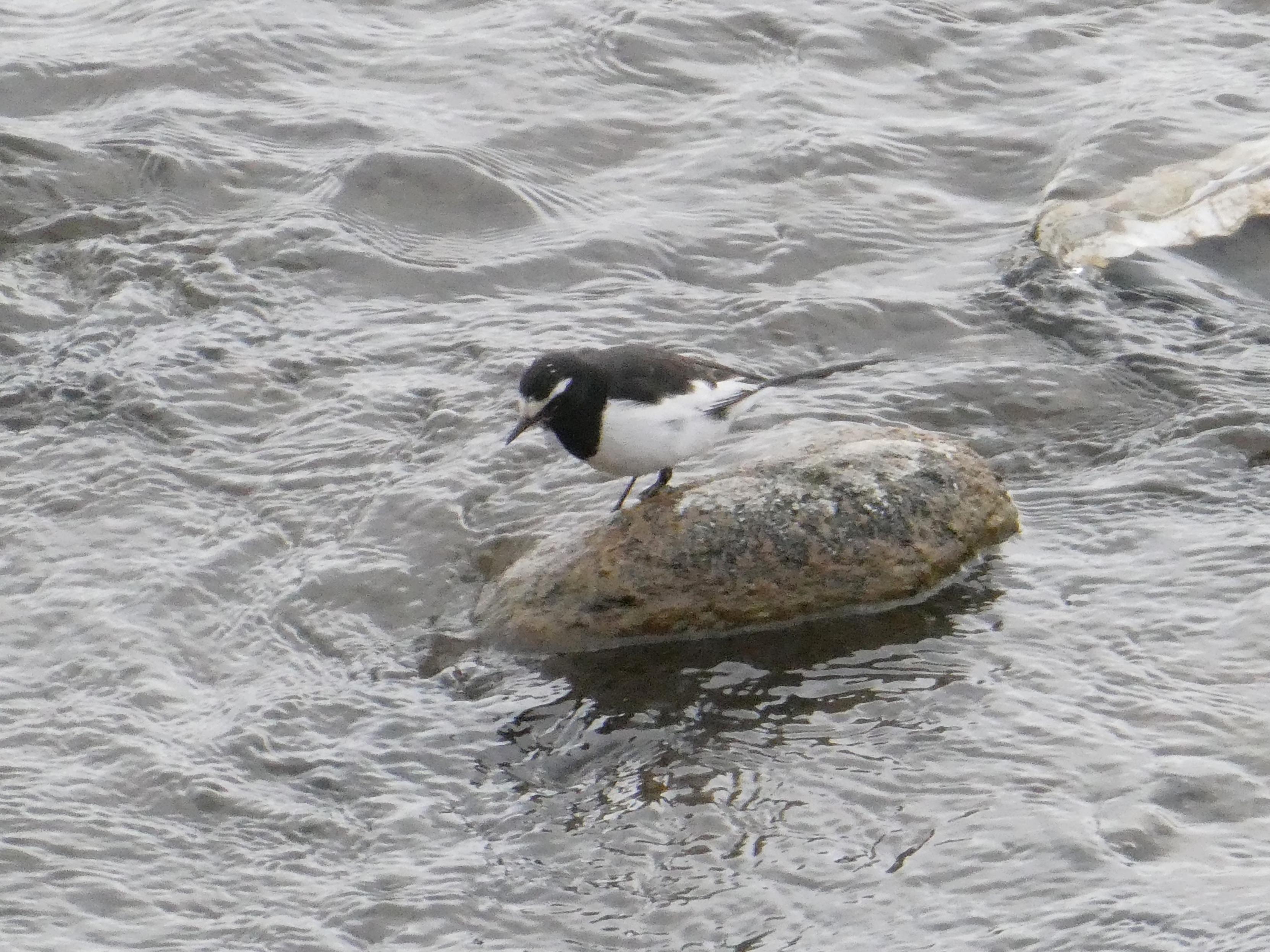 Japanese Wagtail (Motacilla grandis)
LC Least Concern