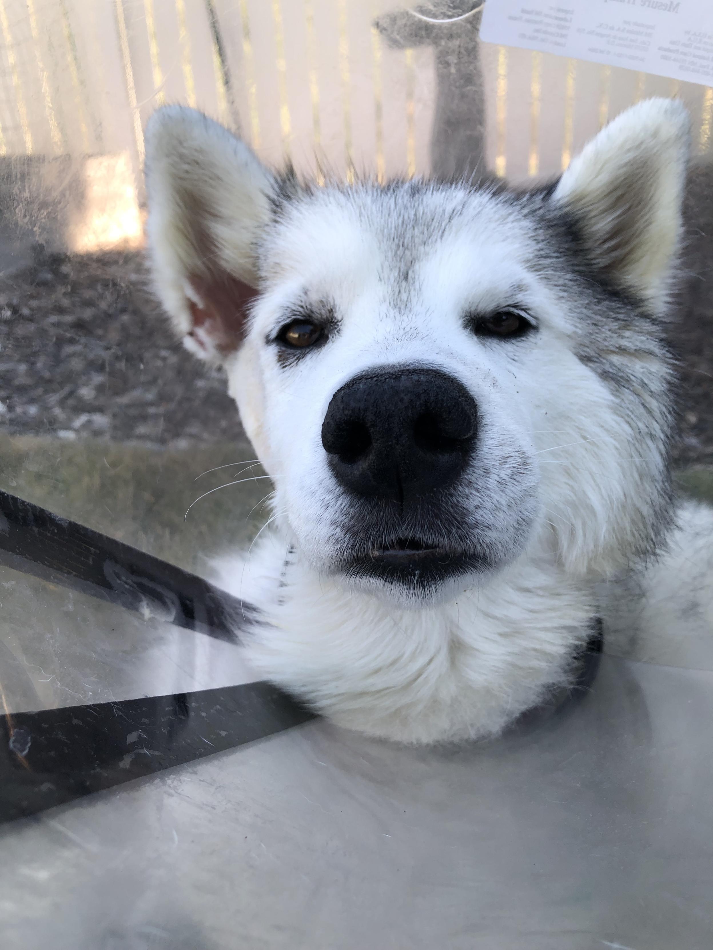 Face of gray-white husky in a cone of shame. Post op day 9 from incision and drainage of an abscess in her right face/jaw area. Probably a foxtail awn. Sutures come out in 3 days and so does the cone!