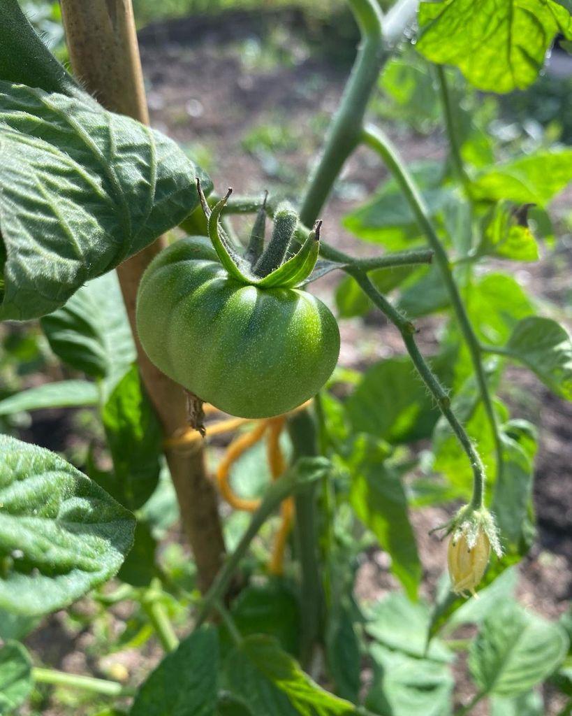 Developing green tomato on the vine in a sunlit backyard garden, showing early fruit growth attached to a fuzzy stem and supported by a stake, surrounded by large leaves and a wilted yellow blossom.