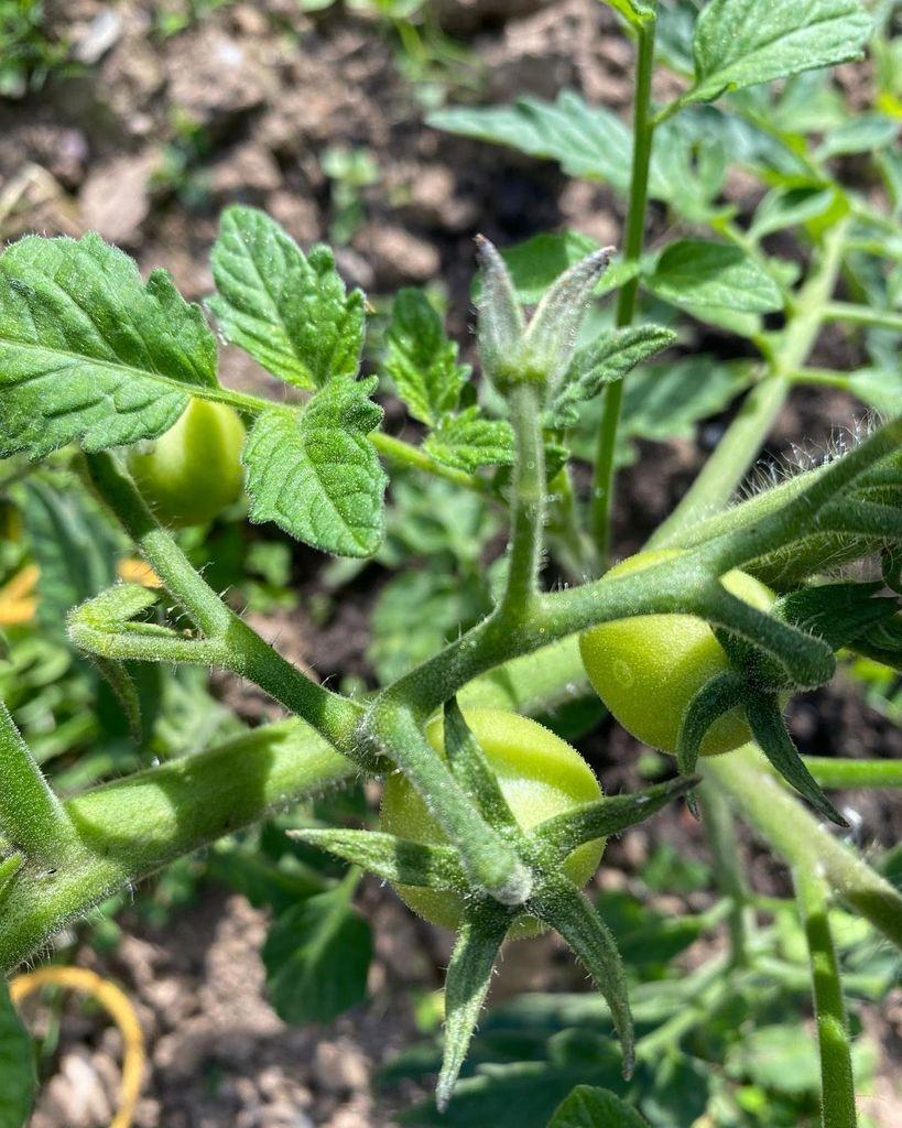 Two small unripe green cherry tomatoes hanging from hairy stems on a tomato plant, surrounded by serrated green leaves and blurred garden soil.