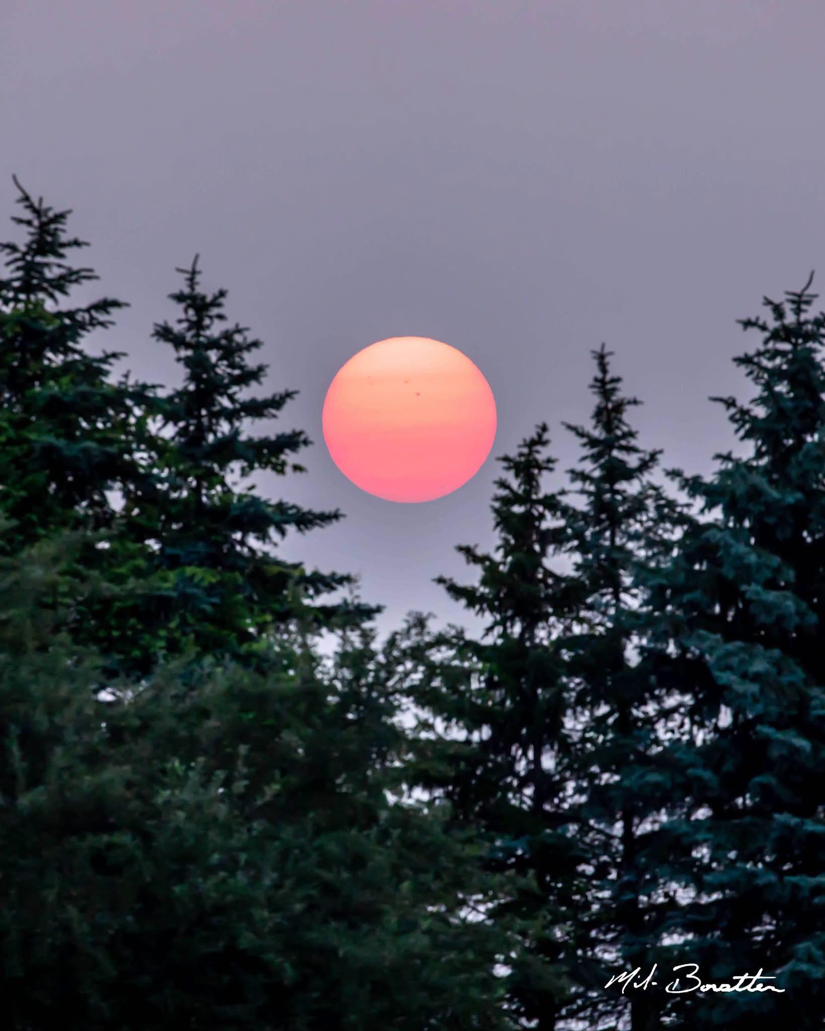 Photo of the sunsetting between evergreen trees in a Michigan forest.