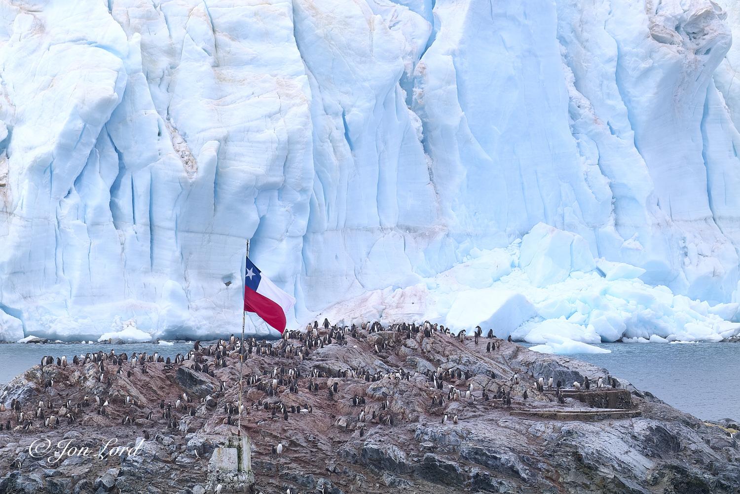This is a colour photo in landscape format of a small rocky island with a Chilean flag flying from the centre and covered, covered with hundreds of Gentoo Penguins (and a vast glacier towering over the water's edge. Paradise Bay, Antarctica (2024).
In the foreground is our slightly dome shaped rocky island. The island stretches from the left to the right of the photo and rises to just below the photo's centre and viewed from 10-15m away. To the lower left of centre is a concrete pillar supporting a long flag pole that flies a Chilean flag. The flag has a red horizontal lower half, white horizontal upper half, a blue square in the upper left corner with a white star set against the blue background. The sharp rocks, where visible are medium grey with a few concrete foundations to the right side of the island that may have once supported small buildings. While the Chilean flag may proudly fly over the island the real owners are the hundreds of Gentoo Penguins (Pygoscelis papua) that live and breed on the island. The penguins are viewed at a distance, their white fronts and black backs can be clearly recognised. Much of the island is stained a medium red (penguin poo), personal hygiene is not a penguin thing. Behind the island is a stretch of about 100m of calm, medium blue water, again that stretches from left to right and rises upwards to the quarter up level in the photo. Dominating the background, if not the whole image, is the face of an enormous glacier on the waters edge that rises to the top of the image. The face of the glacier is lined with numerous large, deep, vertical crevasses. The colour is a mix of white, turquoise and hints of blue. To the lower right of centre there is a large pile of blocks of ice from a recent calving of the glacier.
What is out of view is the research station's buildings that are to the left of the flag and the thousands and thousands of other penguins that must outnumber the summer scientists by at least one thousand to one, but probably more. This is a colour photo in landscape format of a small rocky island with a Chilean flag flying from the centre and covered, covered with hundreds of Gentoo Penguins (and a vast glacier towering over the water's edge. Paradise Bay, Antarctica (2024).
In the foreground is our slightly dome shaped rocky island. The island stretches from the left to the right of the photo and rises to just below the photo's centre and viewed from 10-15m away. To the lower left of centre is a concrete pillar supporting a long flag pole that flies a Chilean flag. The flag has a red horizontal lower half, white horizontal upper half, a blue square in the upper left corner with a white star set against the blue background. The sharp rocks, where visible are medium grey with a few concrete foundations to the right side of the island that may have once supported small buildings. While the Chilean flag may proudly fly over the island the real owners are the hundreds of Gentoo Penguins (Pygoscelis papua) that live and breed on the island. The penguins are viewed at a distance, their white fronts and black backs can be clearly recognised. Much of the island is stained a medium red (penguin poo), personal hygiene is not a penguin thing. Behind the island is a stretch of about 100m of calm, medium blue water, again that stretches from left to right and rises upwards to the quarter up level in the photo. Dominating the background, if not the whole image, is the face of an enormous glacier on the waters edge that rises to the top of the image. The face of the glacier is lined with numerous large, deep, vertical crevasses. The colour is a mix of white, turquoise and hints of blue. To the lower right of centre there is a large pile of blocks of ice from a recent calving of the glacier.
What is out of view is the research station's buildings that are to the left of the flag and the thousands and thousands of other penguins that must outnumber the summer scientists by at least one thousand to one, but probably more.