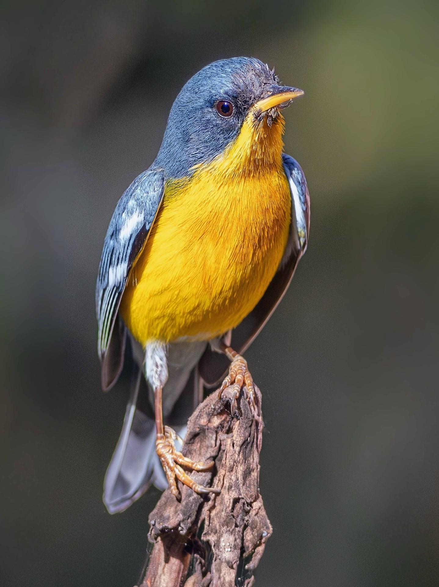 Photo description: A small songbird (around 11 cm (4.3 in) long) with a vibrant yellow breast and throat, a slate-blue head and wings, and subtle white wing bars perches upright on a weathered wooden branch against a softly blurred background.

Clue: Look closely at this colourful little warbler. While it looks strikingly similar to its northern cousin, this "tropical" beauty completely lacks white eye-rings and prefers to stay in warmer southern climates year-round. Who is it?

Fun fact: Instead of building traditional nests on open branches, they prefer to hollow out cozy, dome-shaped nests directly inside hanging clumps of Spanish moss or other epiphytes (air plants), keeping their eggs perfectly camouflaged from predators.

Conservation status: Least Concern (IUCN 3.1)

Text source: Gemini (Edited)

📷: Photo by Beto_MdP
https://pixabay.com/users/beto_mdp-17561499/