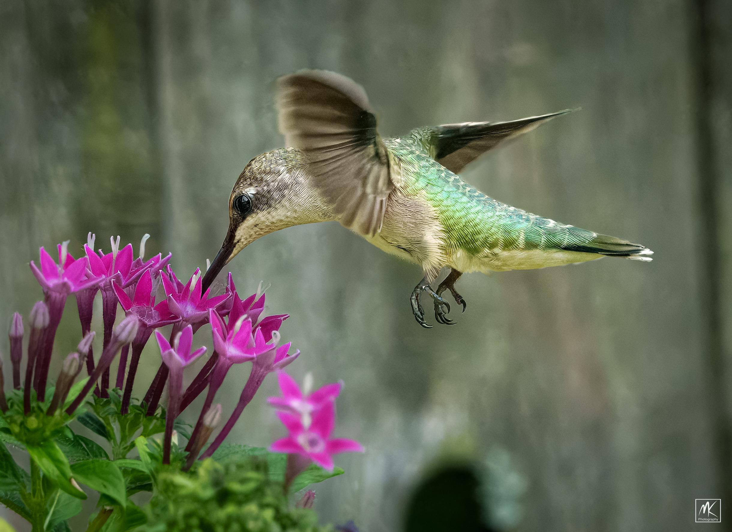 Color photo of a female ruby-throated hummingbird hovering above and feeding from a cluster of pink pentas flowers.
