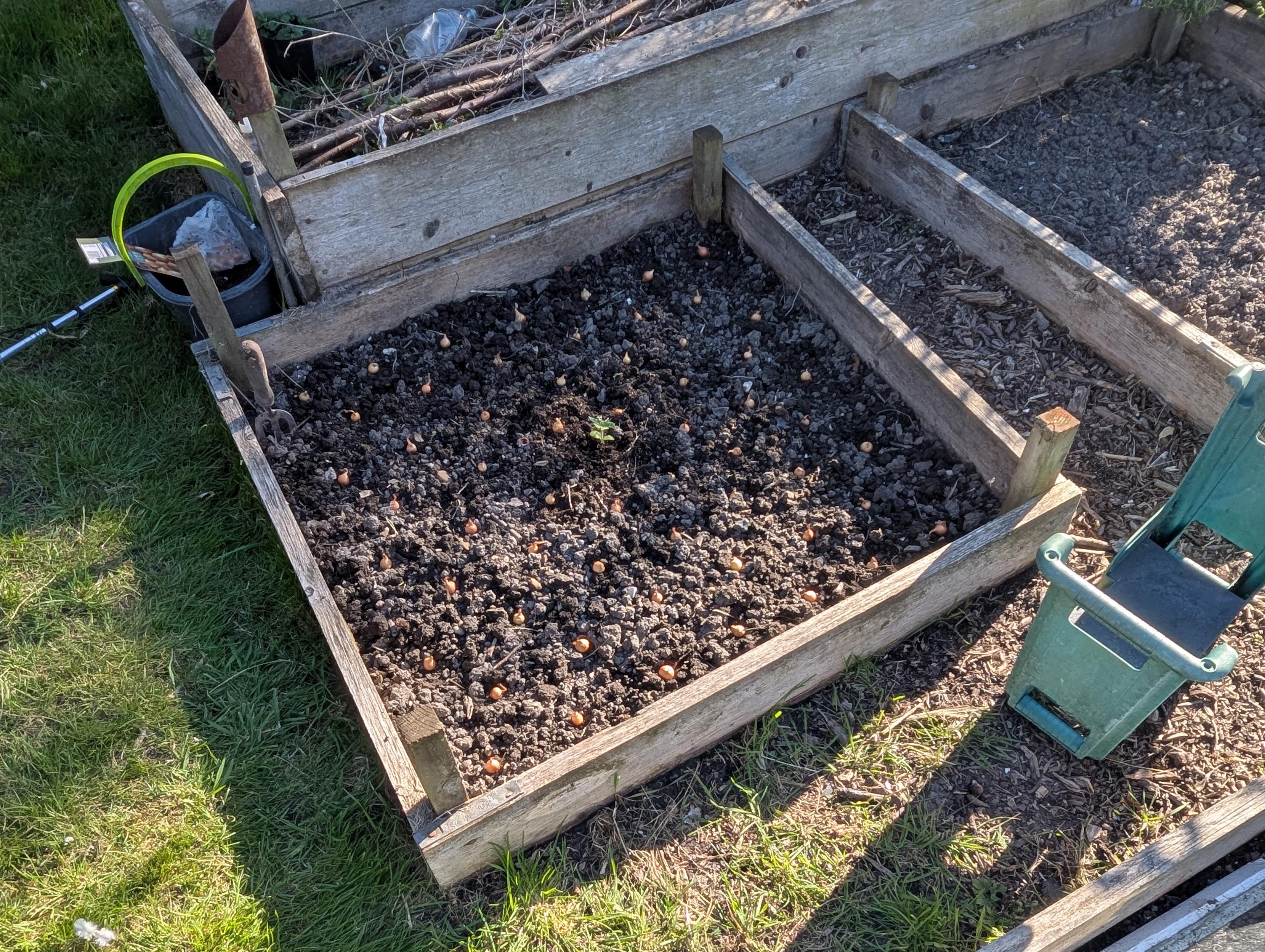 How the "sets" looked spaced out prior to planting back on the 24th April. I was somewhat late with these also 😊