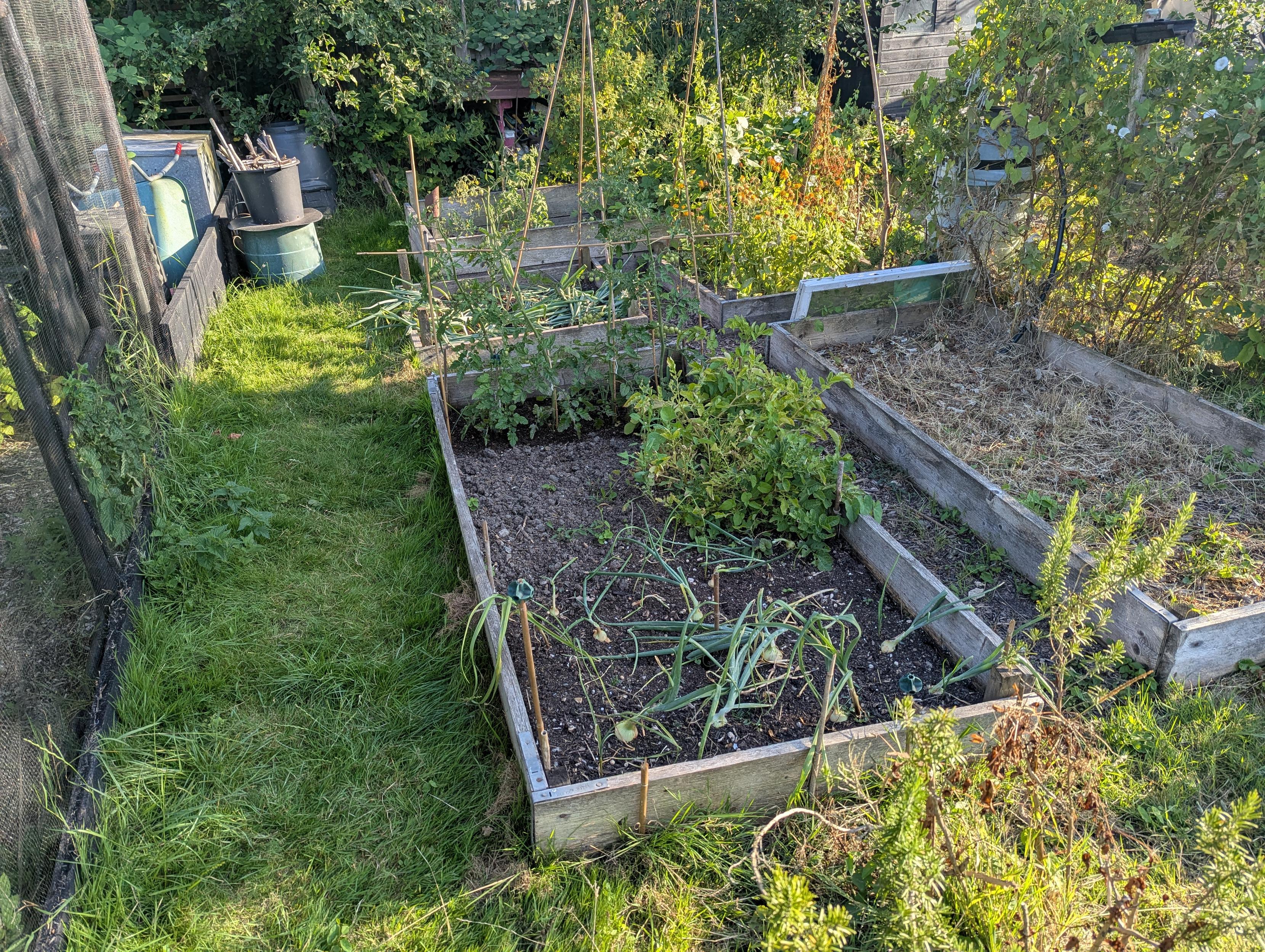 Before putting the strimmer around.