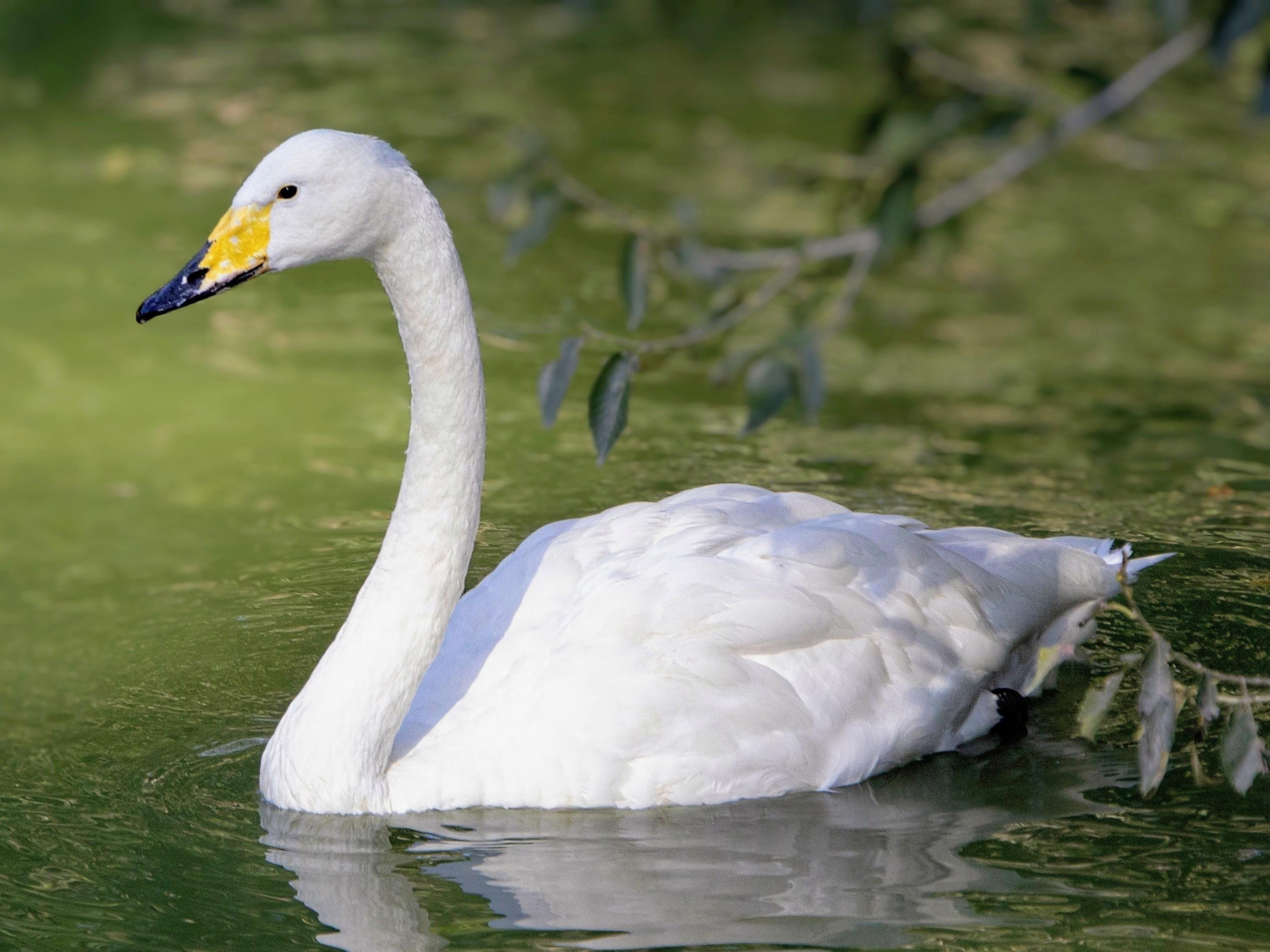 Photo description: A large white swan floats peacefully on green-tinged, rippling water. It features a long, elegant neck and a distinctive black bill marked with a bold, wedge-shaped bright yellow patch extending past its nostrils.

Clue: Listen out for a loud, trumpet-like call! Unlike its silent cousin with an orange bill, this swan sports a large wedge of bright yellow on its beak.

Fun fact: These swans are remarkable long-distance aviators! Thousands migrate each autumn from their breeding grounds in subarctic Siberia, often travelling 3,200 to 5,600+ km (2,000 to over 3,500 mi) to their wintering sites in East Asia and Central and Southern Europe.

Conservation status: Least Concern (IUCN 3.1)

Text source: Gemini (Edited)

📷: Photo by Lancier via Pixabay 
https://pixabay.com/users/lancier-16507166/