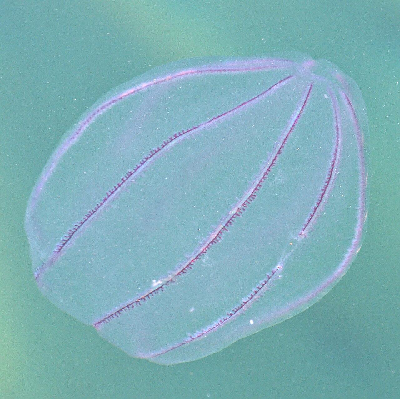 A photo of a northern comb jelly near the surface of aqua colored water.