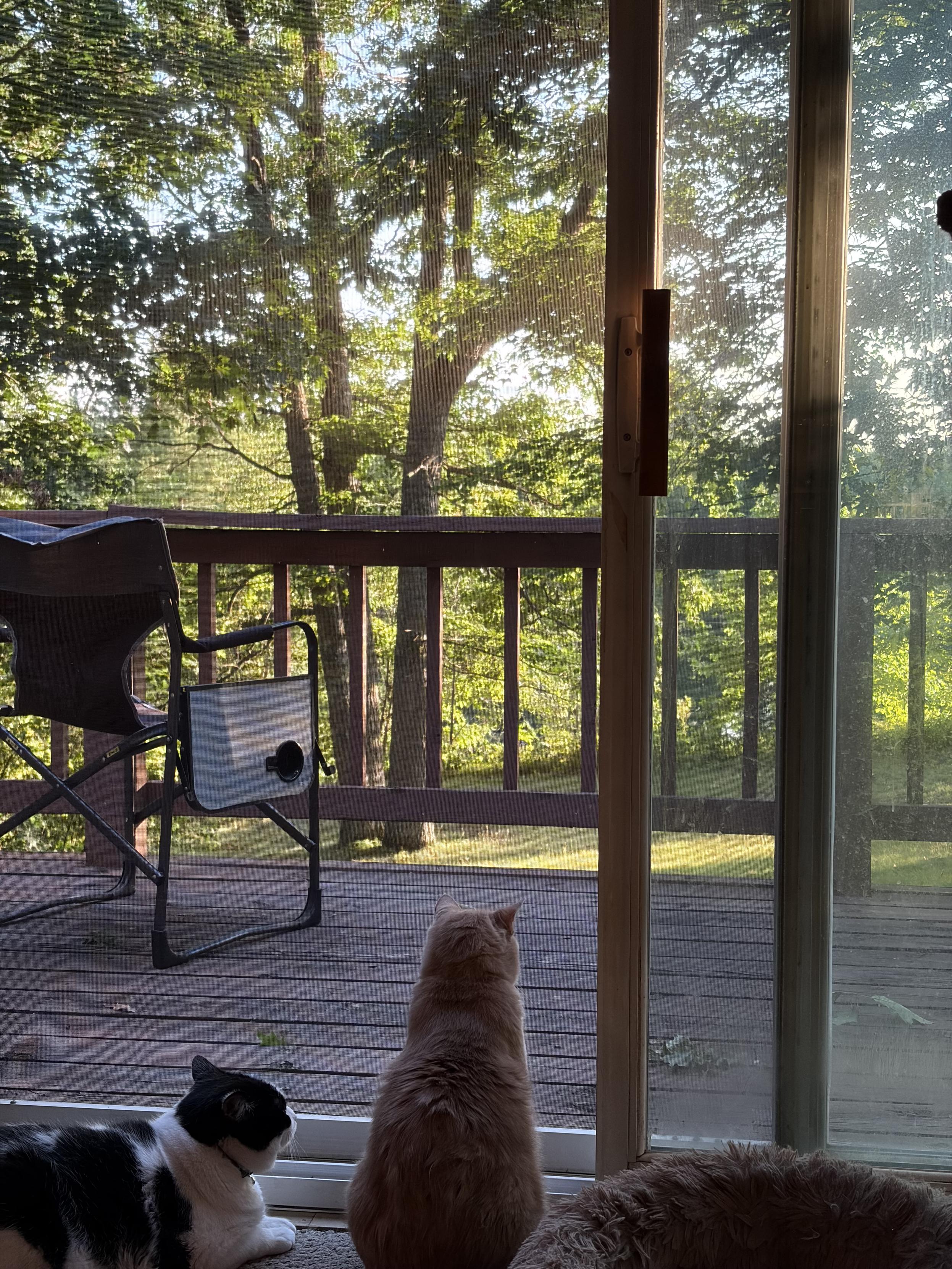 A photo of my cats Nubs and Gizmo sitting at the sliding screen door leading to the deck which has a chair and a pleasant sunset, reflecting off  leaves on trees in the yard.