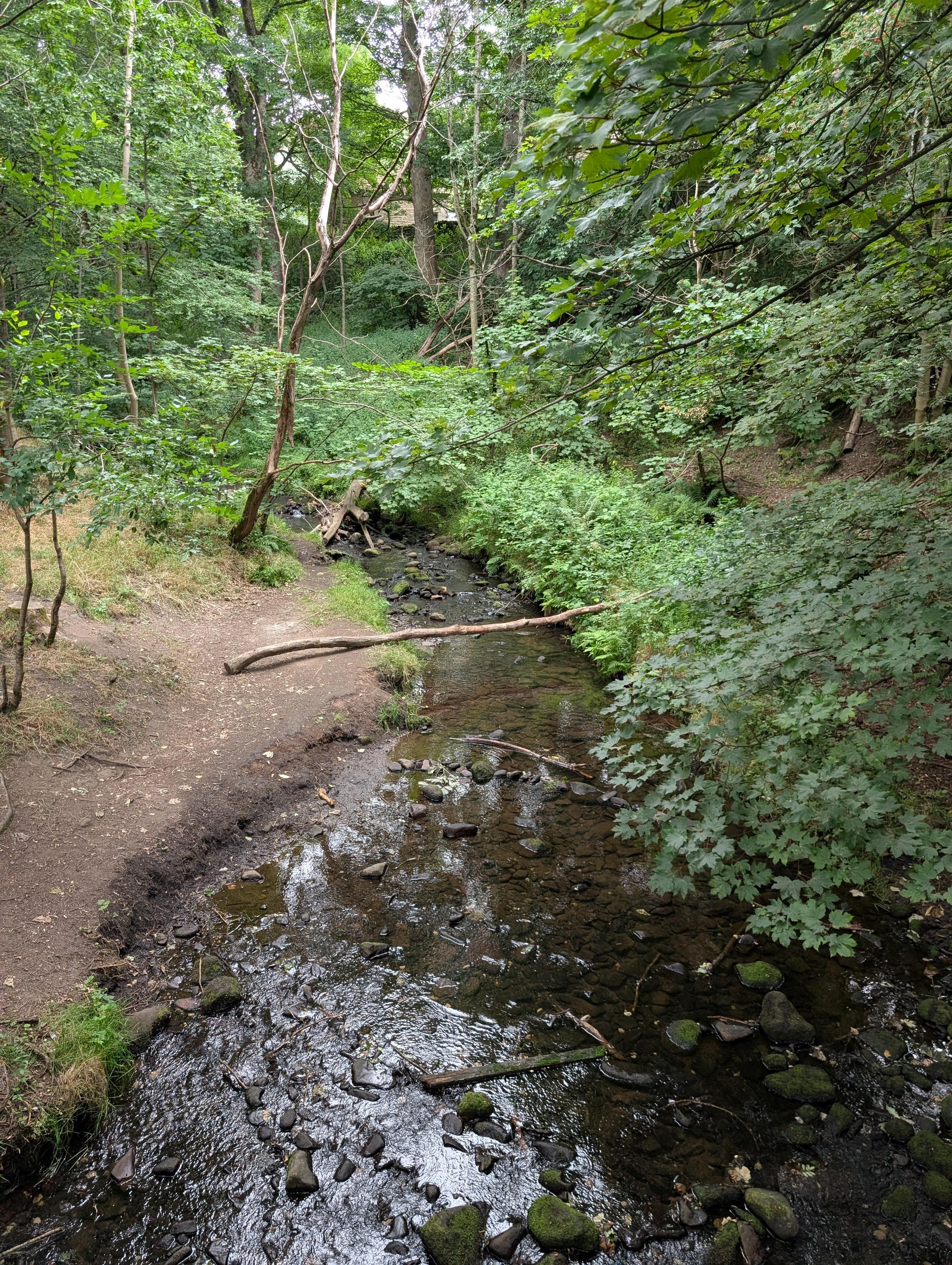 A hidden river in the trees near Edale.
