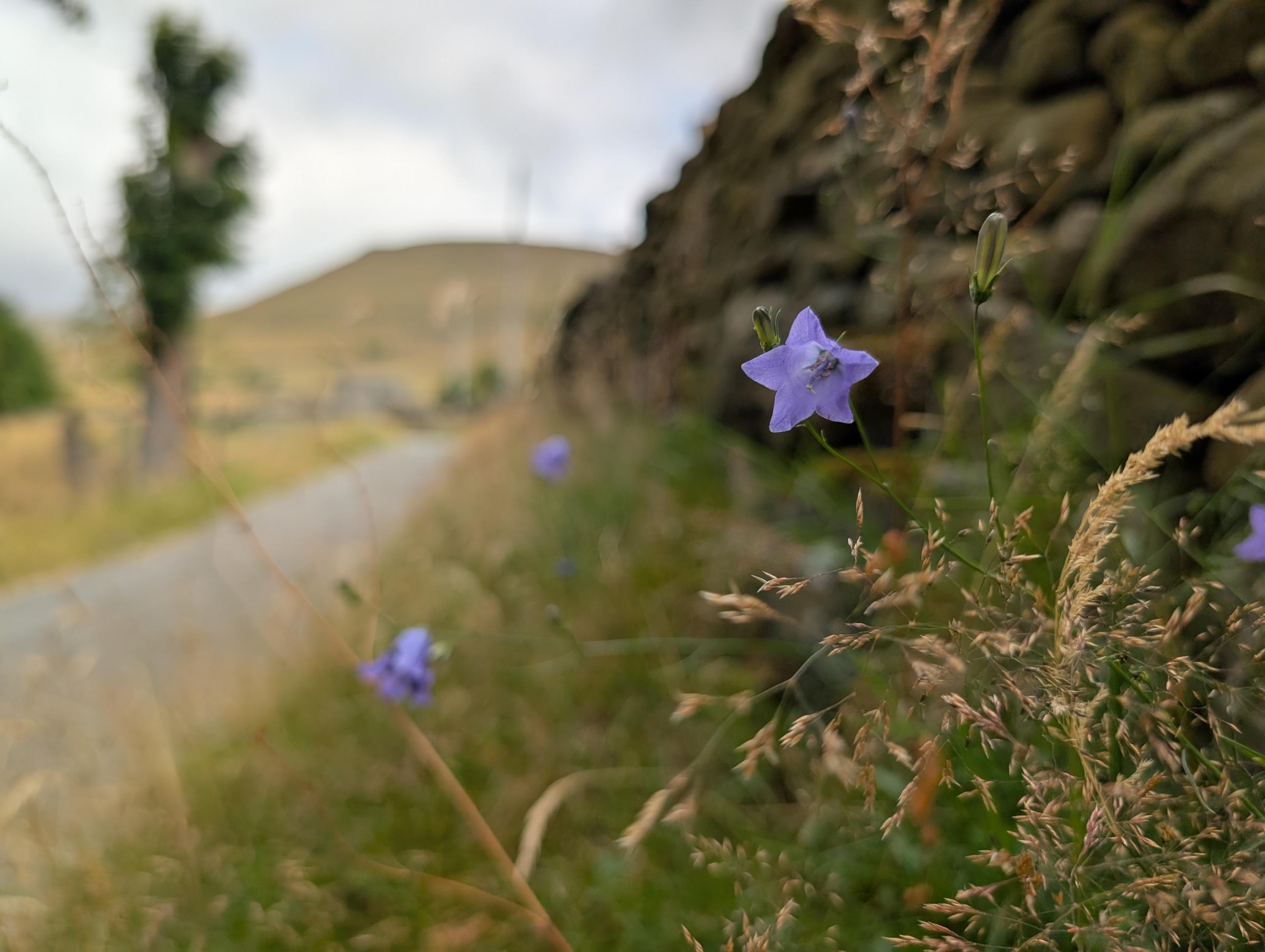 Delicate flowers by the path on the Pennine Way.