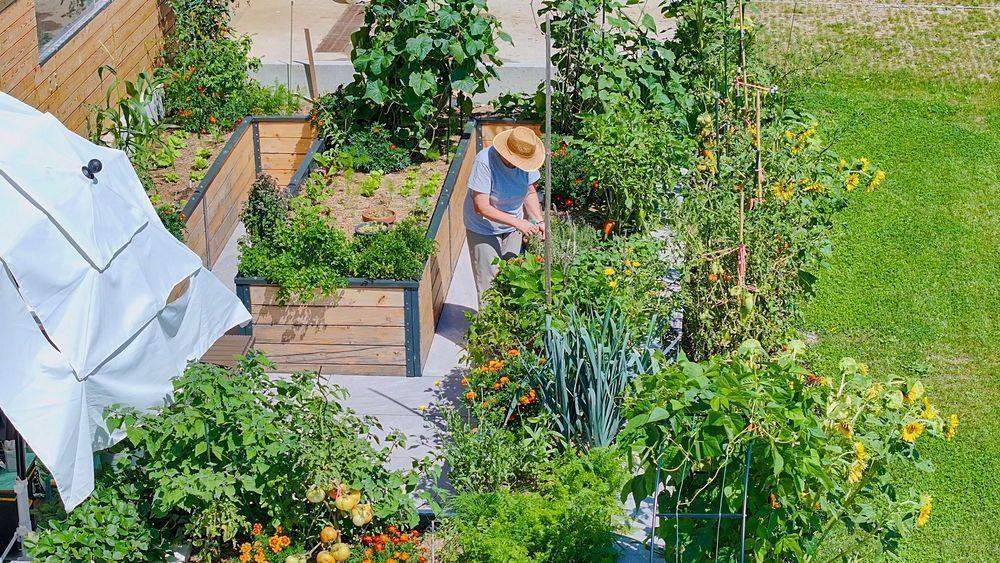 a woman tending her raised beds in a sun hat with many varieties of vegetables and flowers