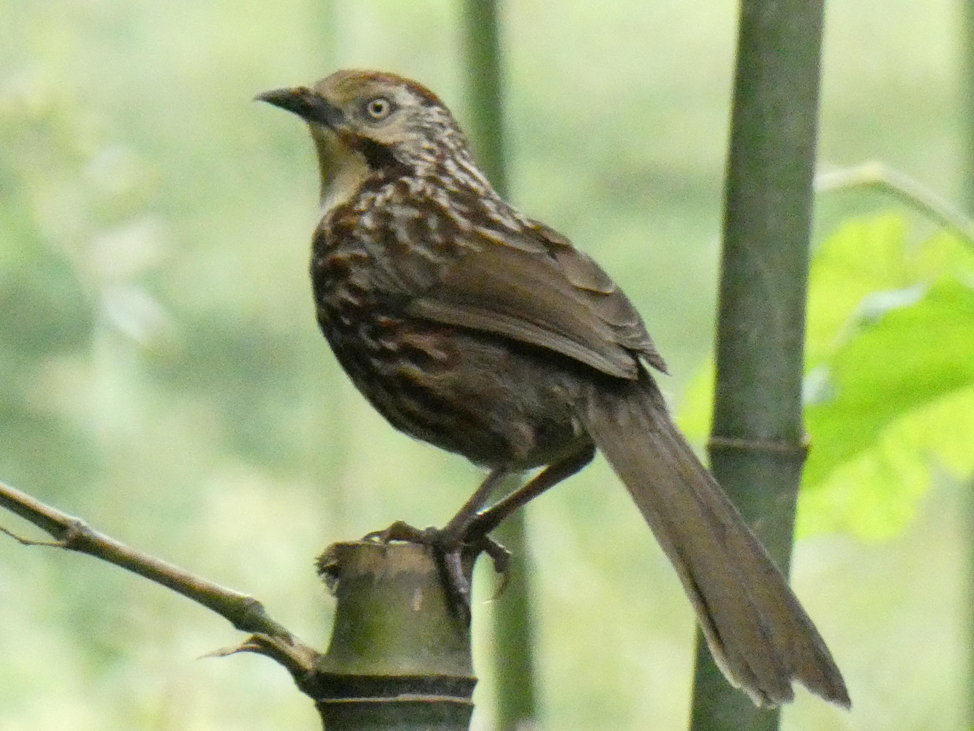 Chinese Babax (Pterorhinus lanceolatus)
LC Least Concern