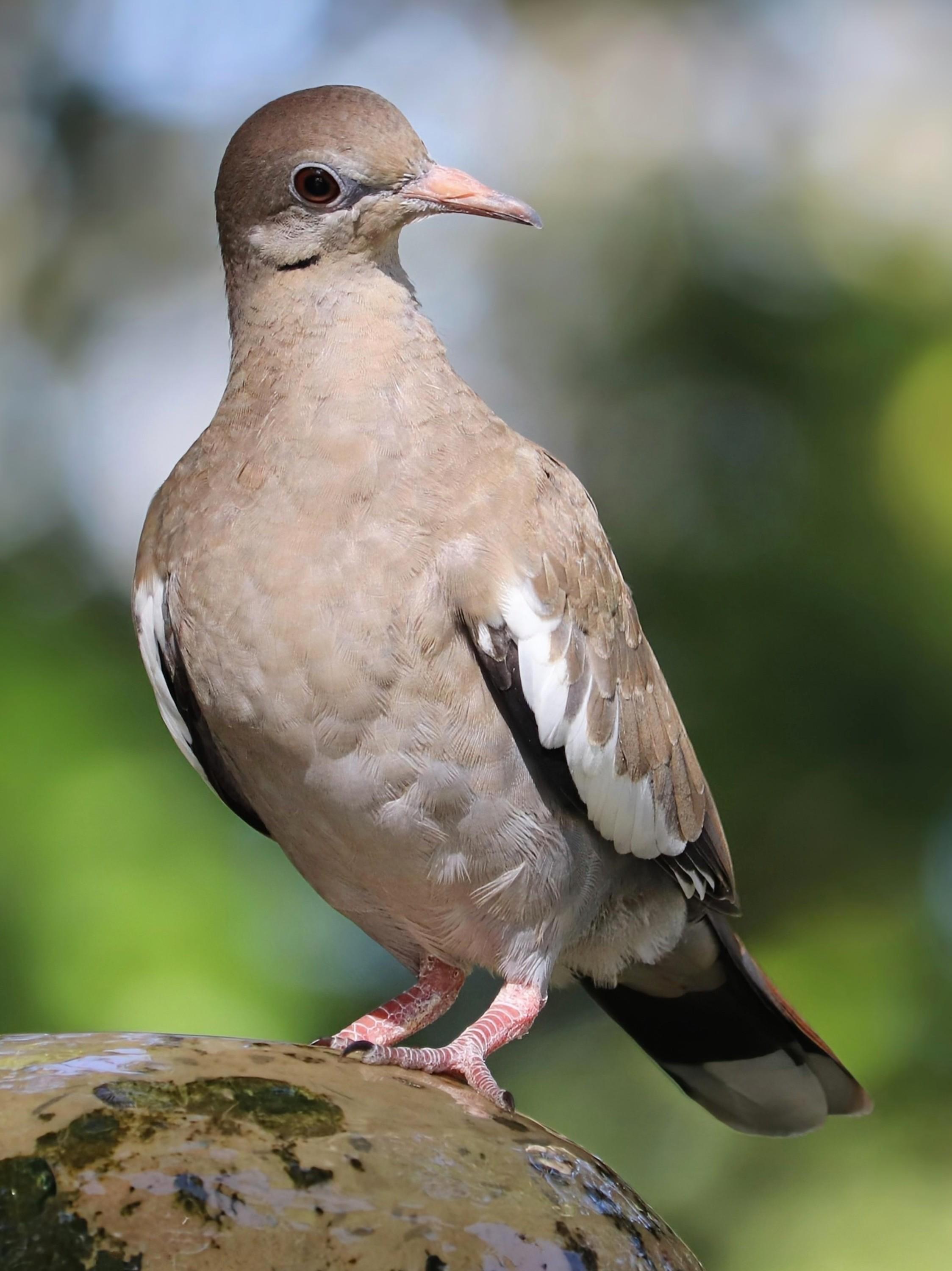 Image description: A close-up photo of a soft tan and grey dove perched outdoors, featuring a distinct white patch along the edge of its folded wing, a dark red-ringed eye, and a slender pinkish beak.

Clue: Look closely at the edge of its wing—this gentle bird carries a bright white crescent mark that flashes brilliantly when it takes flight!

Fun fact: These desert dwellers are major pollinators of the iconic Saguaro cactus! In the Sonoran Desert, they feed on nectar and fruit, playing a crucial role in spreading cactus seeds across the landscape.

Conservation status: Least Concern (IUCN 3.1)

Text source: Gemini (Edited)

📷: Photo by GeorgeB2 via Pixabay 
https://pixabay.com/users/georgeb2-5394567/